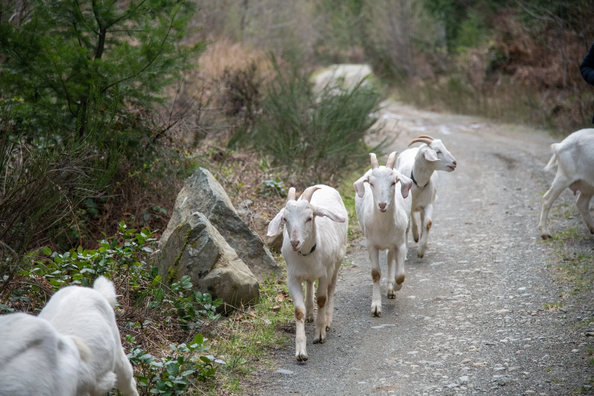 mapleheartranch-goats-084.jpg