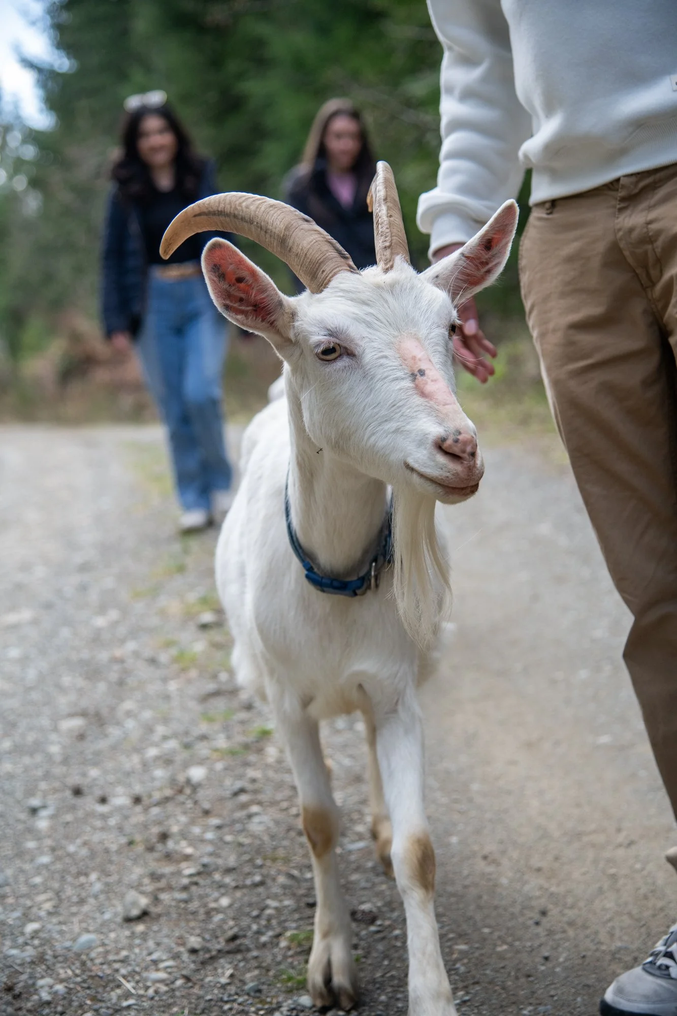 mapleheartranch-goats-085.jpg