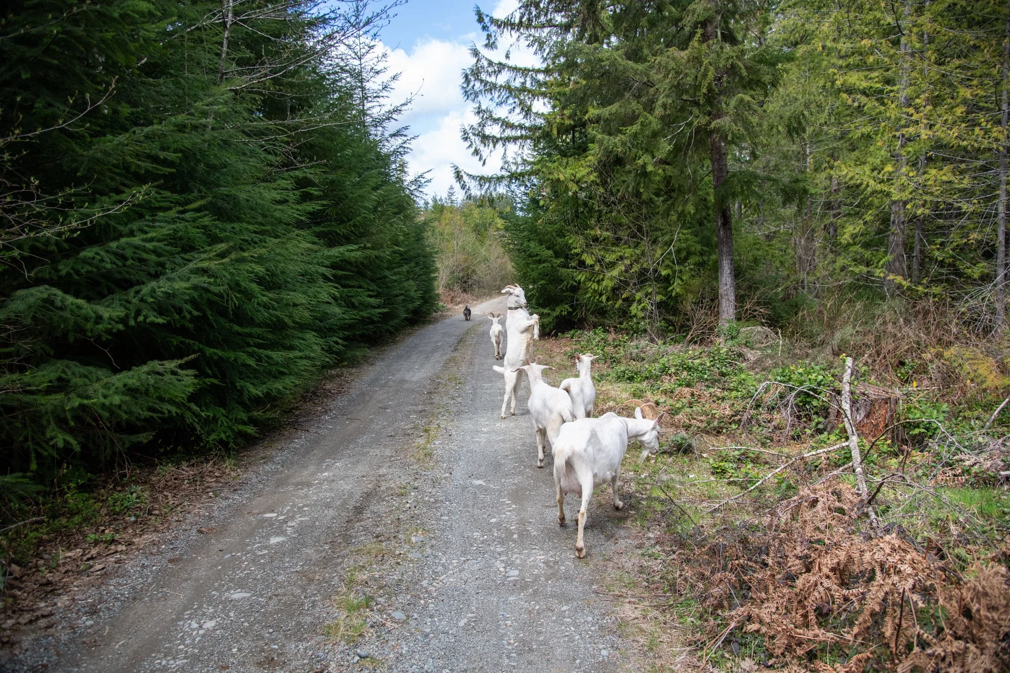 mapleheartranch-goats-086.jpg