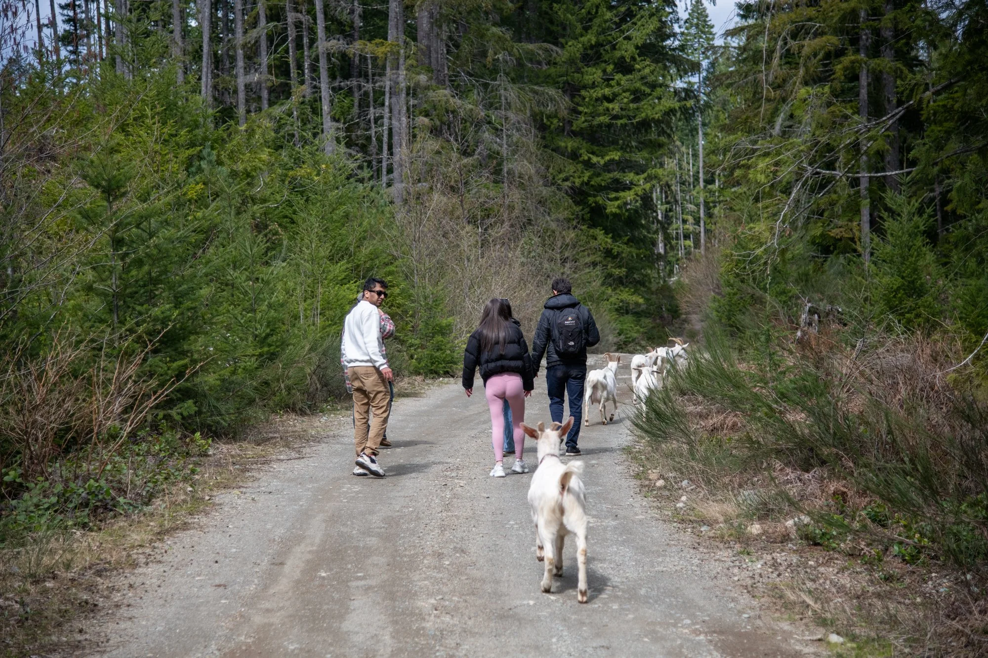 mapleheartranch-goats-088.jpg