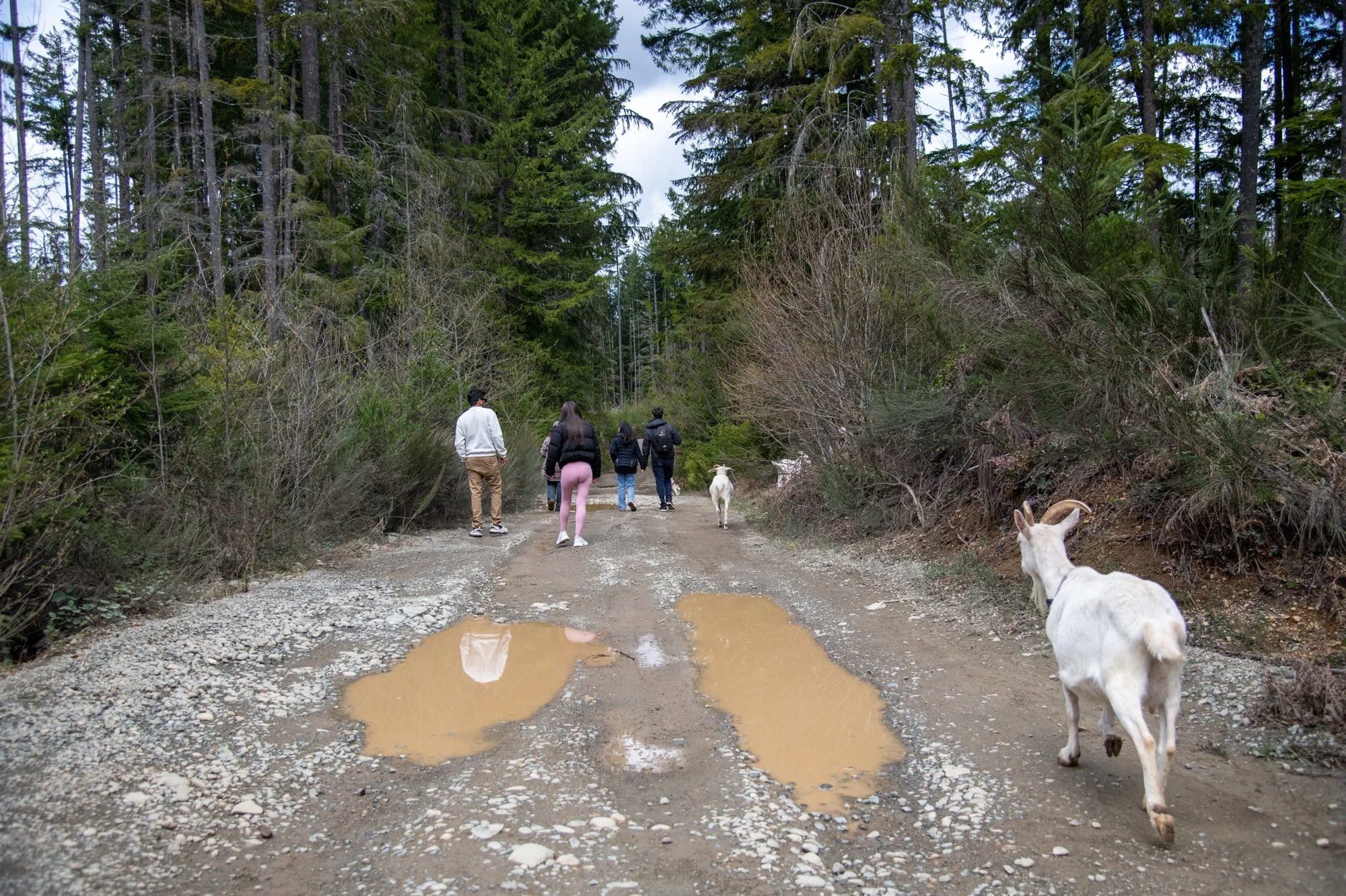mapleheartranch-goats-089.jpg