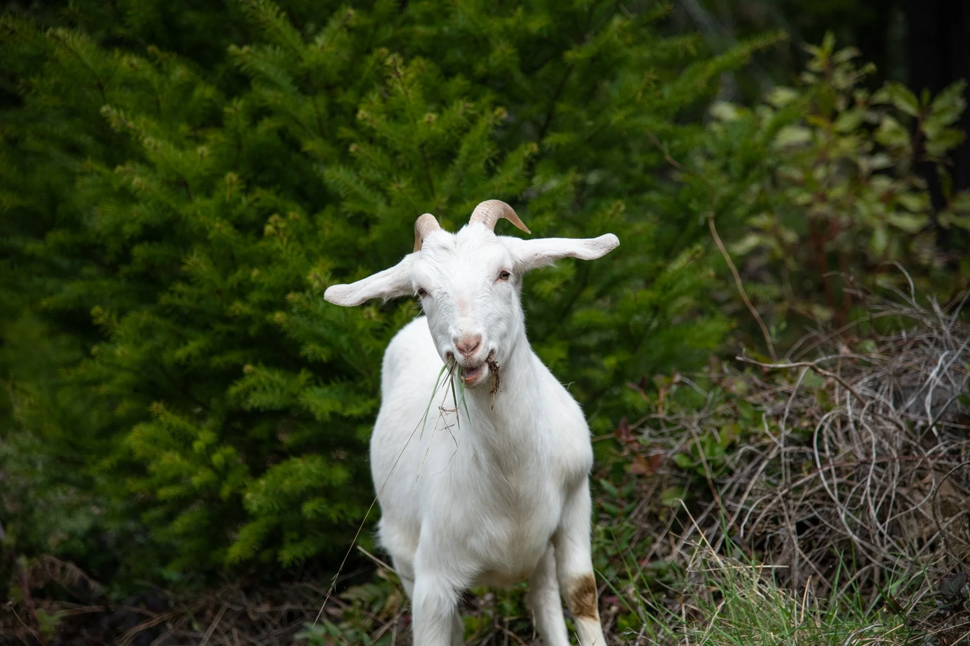 mapleheartranch-goats-090.jpg