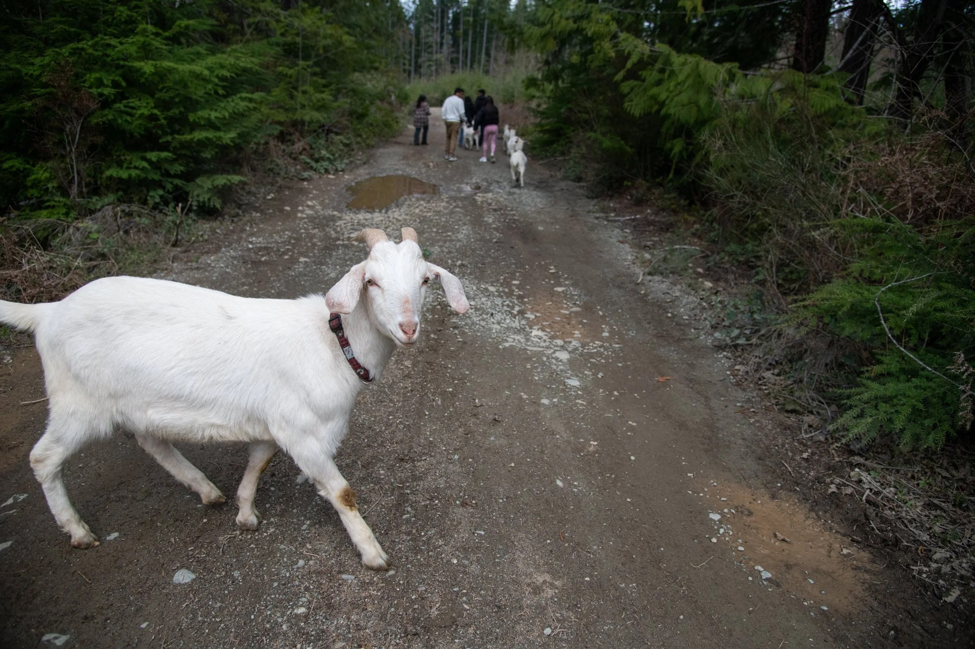 mapleheartranch-goats-092.jpg