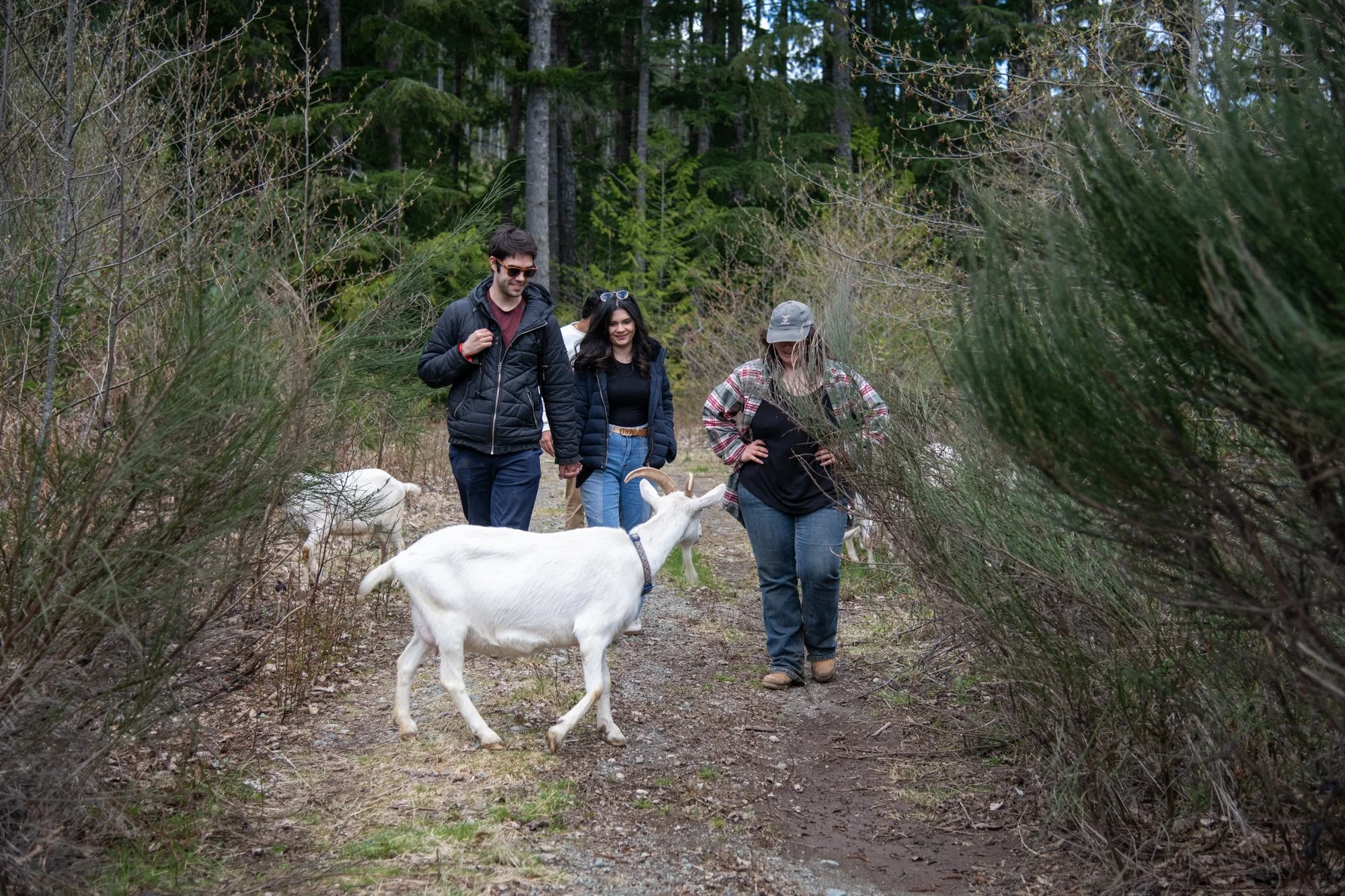 mapleheartranch-goats-093.jpg