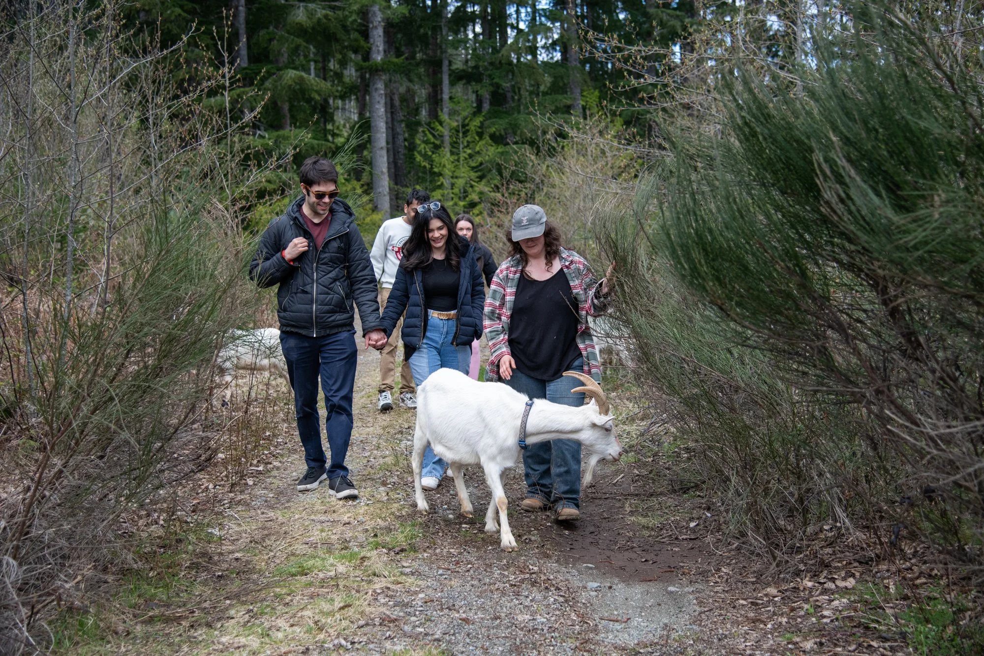 mapleheartranch-goats-094.jpg