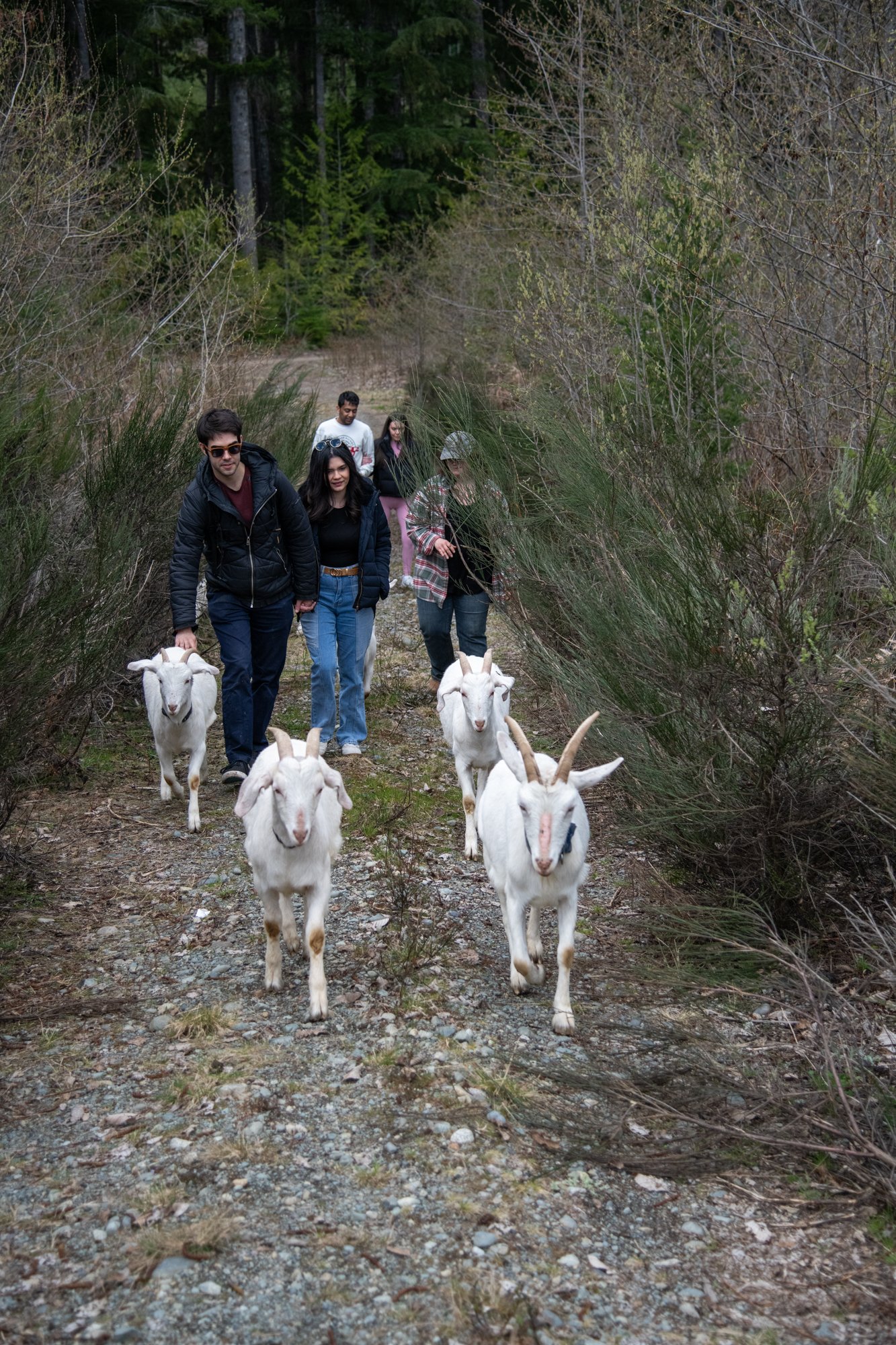 mapleheartranch-goats-095.jpg