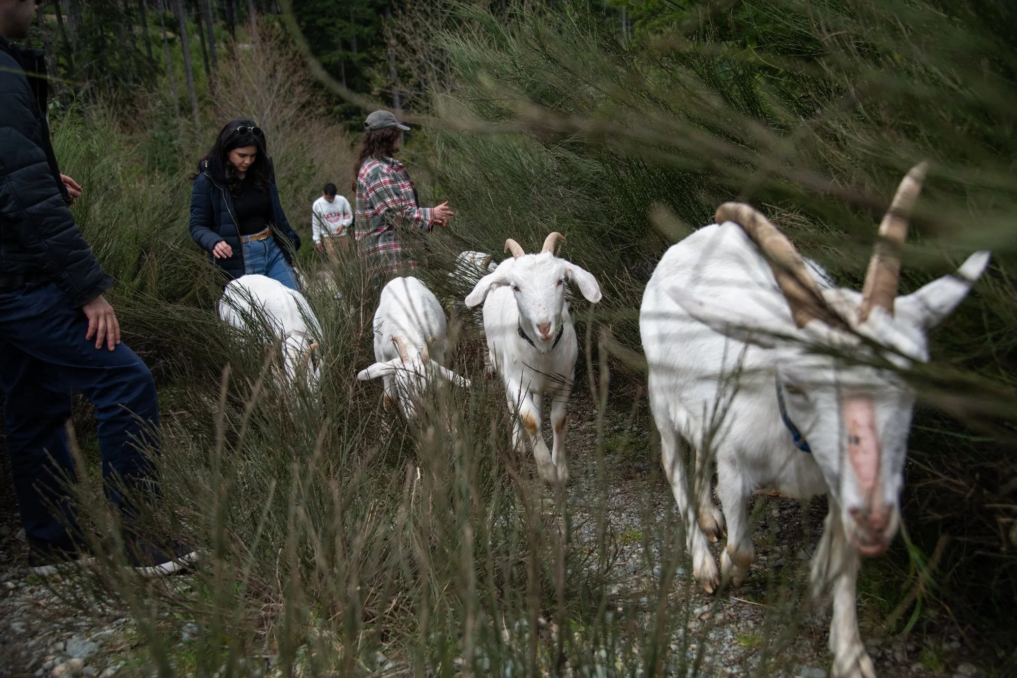 mapleheartranch-goats-097.jpg