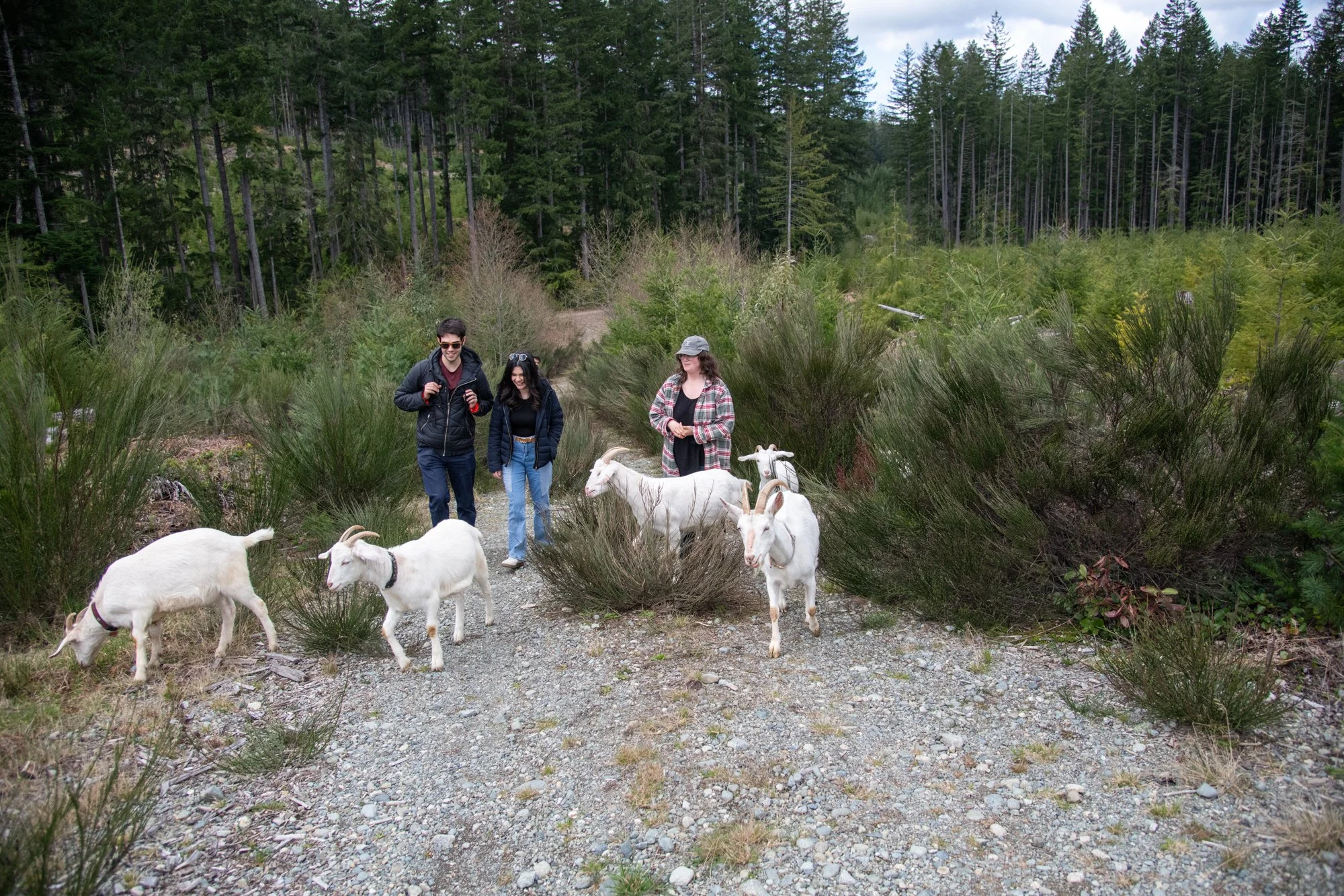 mapleheartranch-goats-098.jpg