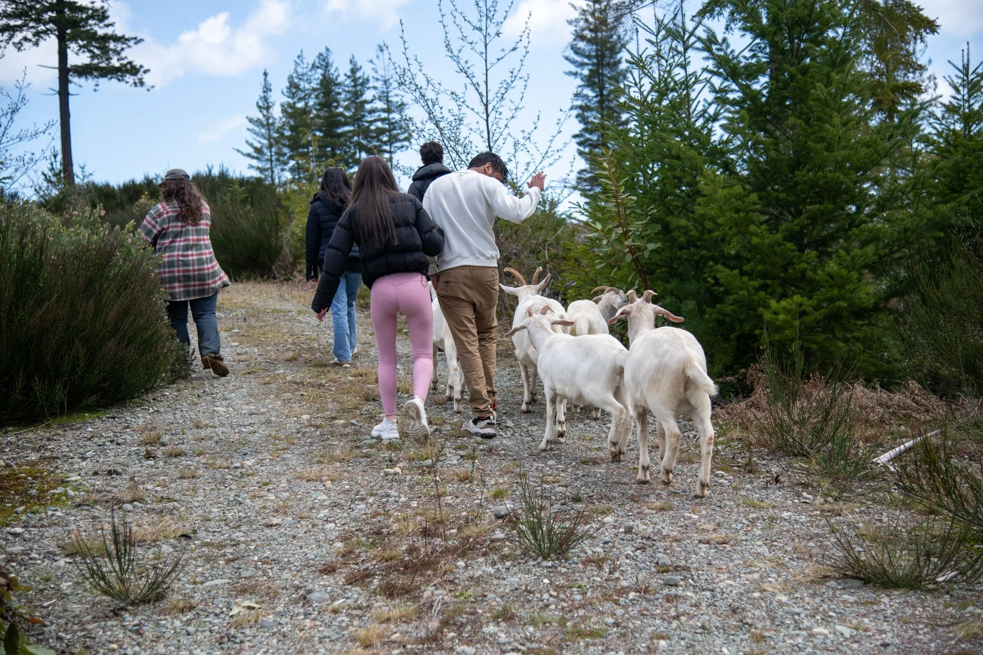 mapleheartranch-goats-099.jpg