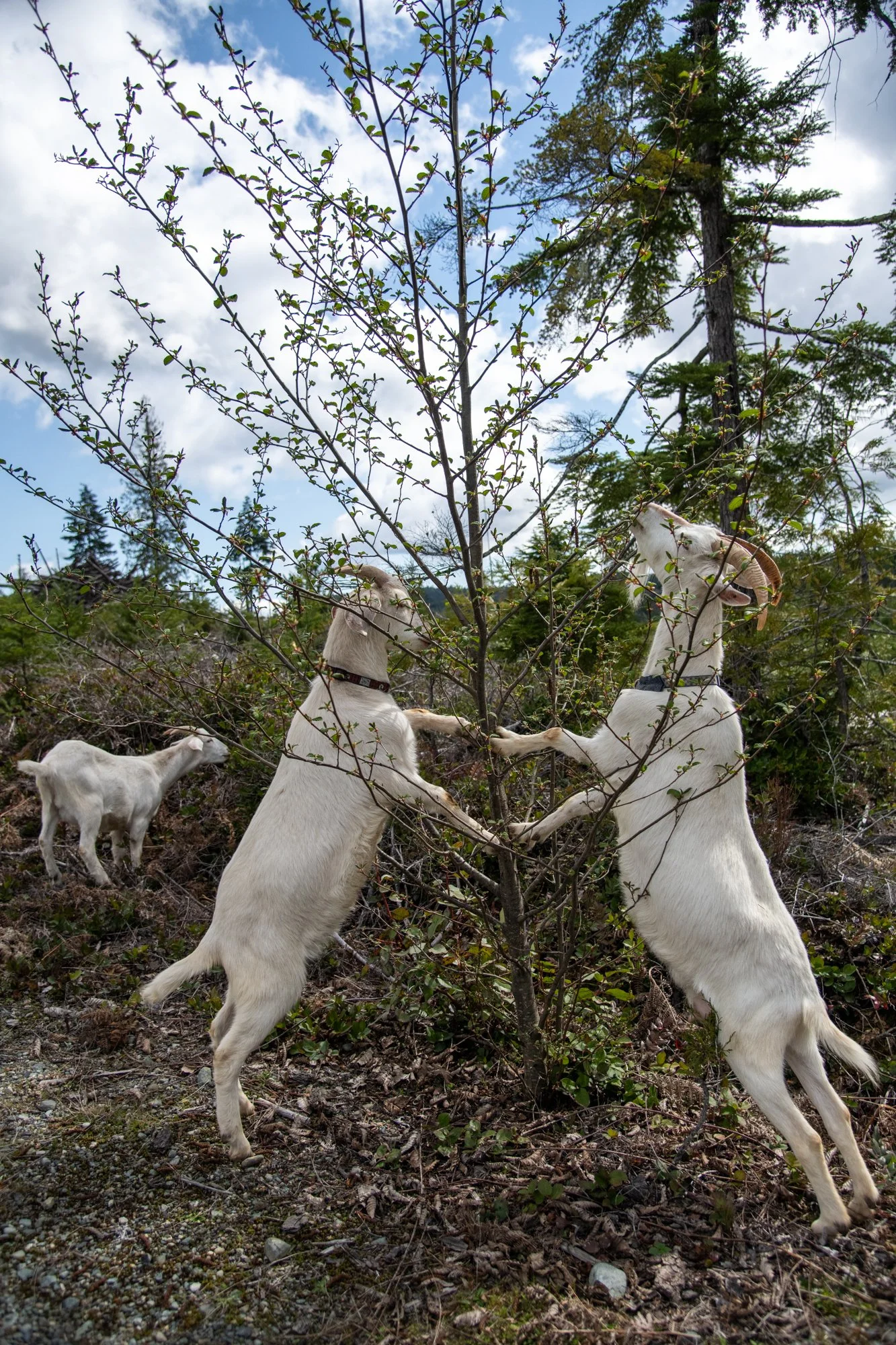 mapleheartranch-goats-100.jpg