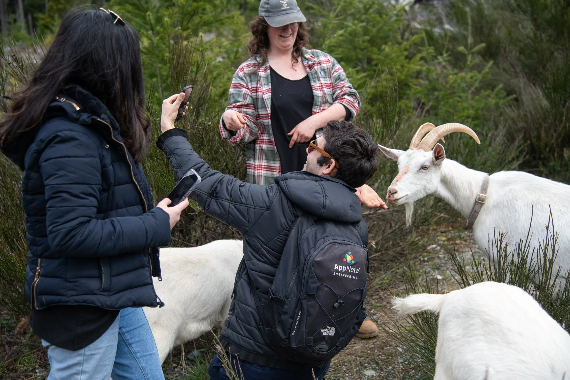 mapleheartranch-goats-102.jpg