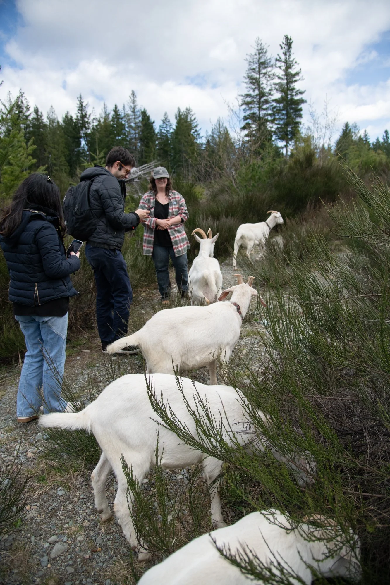 mapleheartranch-goats-103.jpg