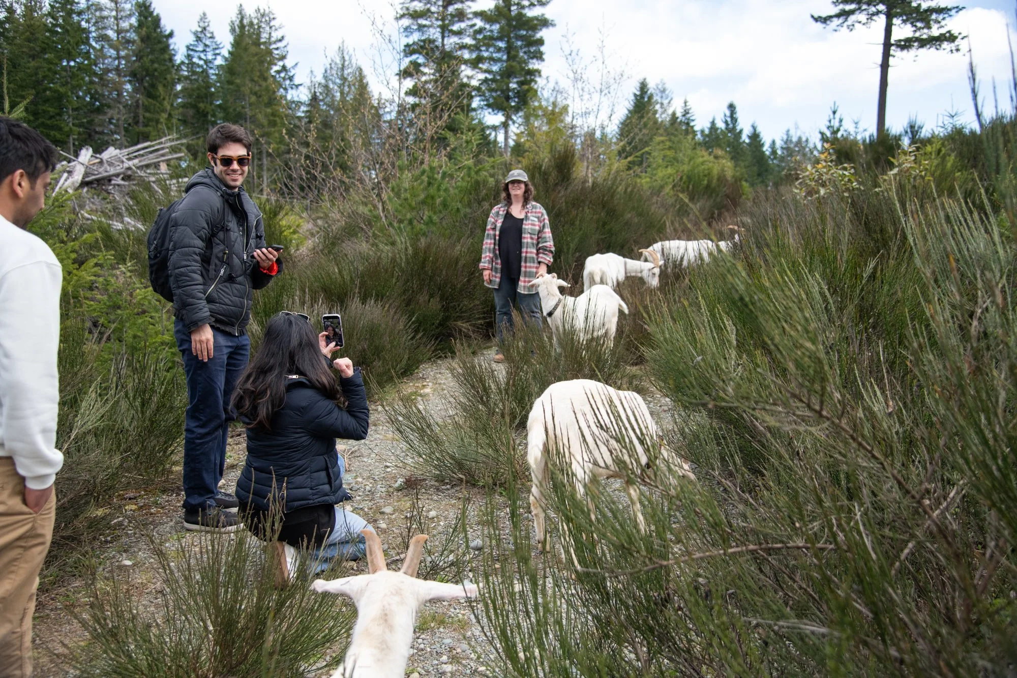 mapleheartranch-goats-104.jpg