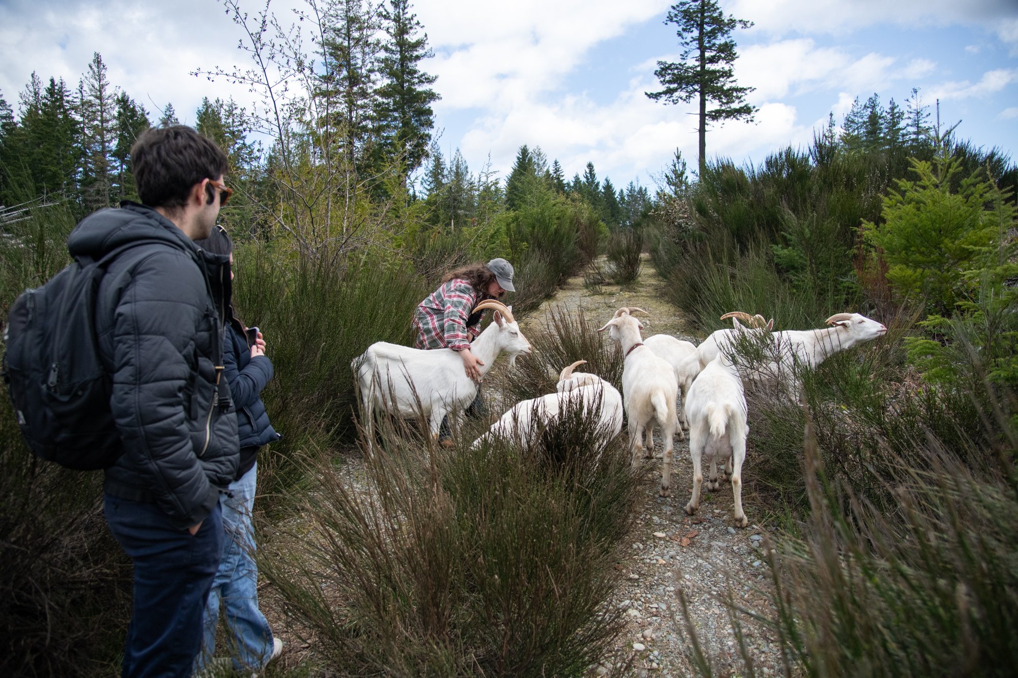 mapleheartranch-goats-106.jpg