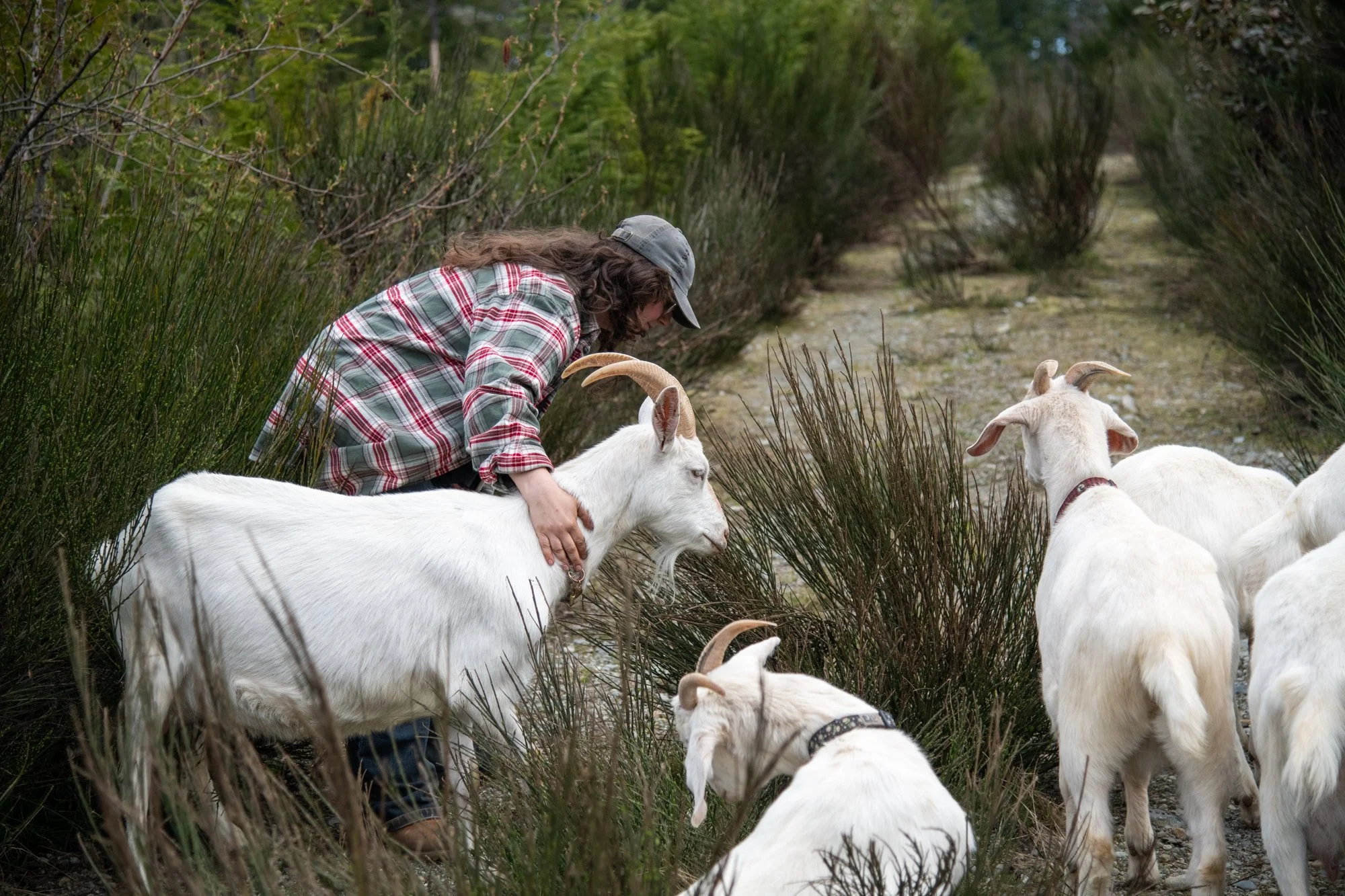 mapleheartranch-goats-107.jpg