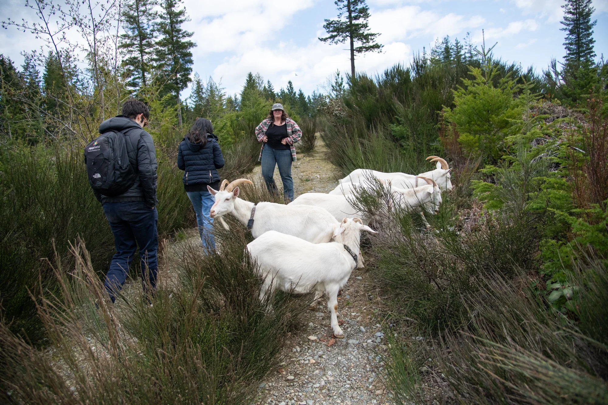 mapleheartranch-goats-108.jpg