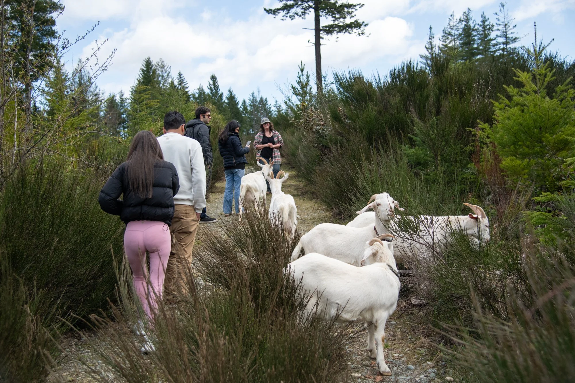 mapleheartranch-goats-109.jpg