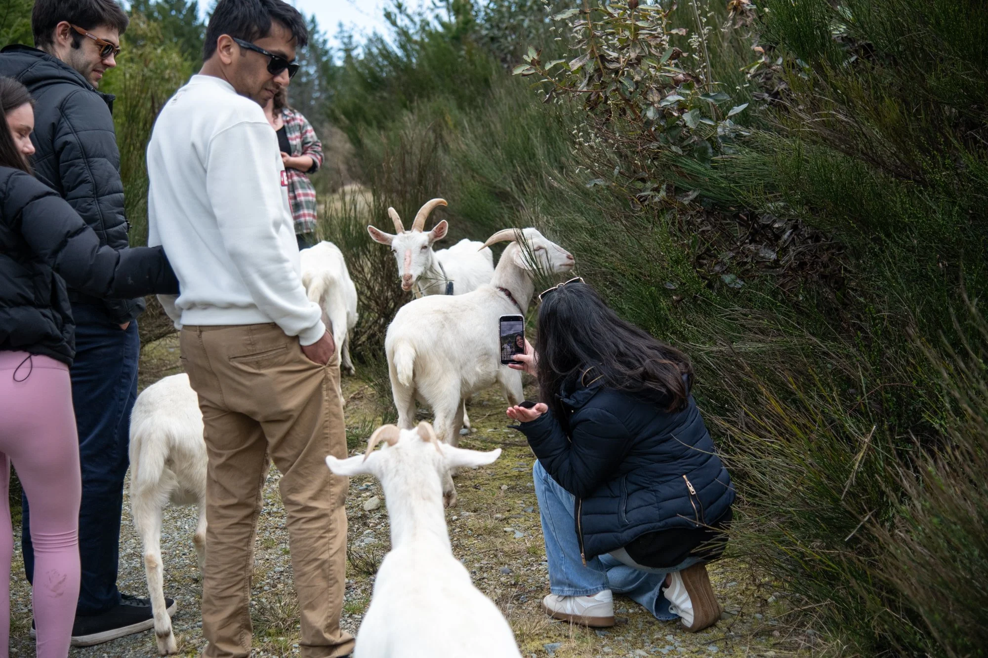 mapleheartranch-goats-110.jpg