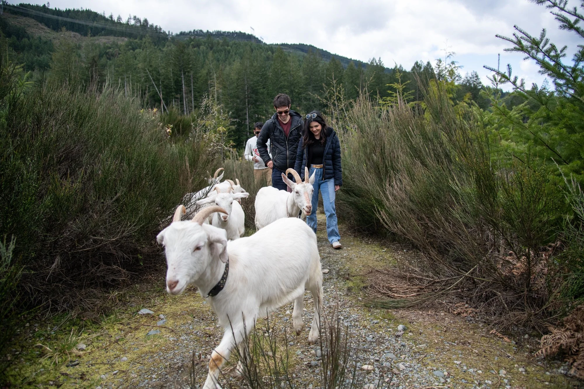 mapleheartranch-goats-111.jpg