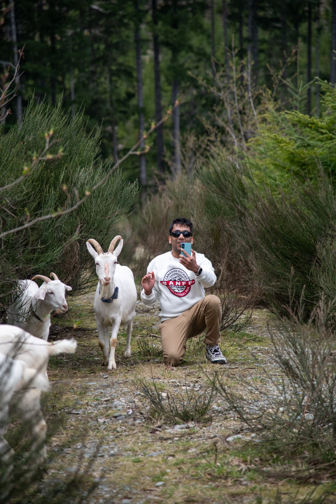 mapleheartranch-goats-112.jpg