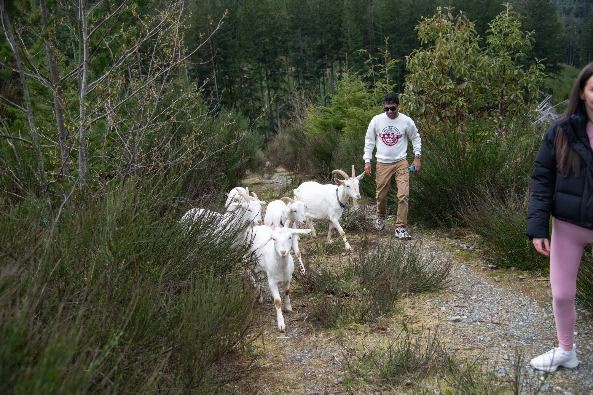 mapleheartranch-goats-113.jpg