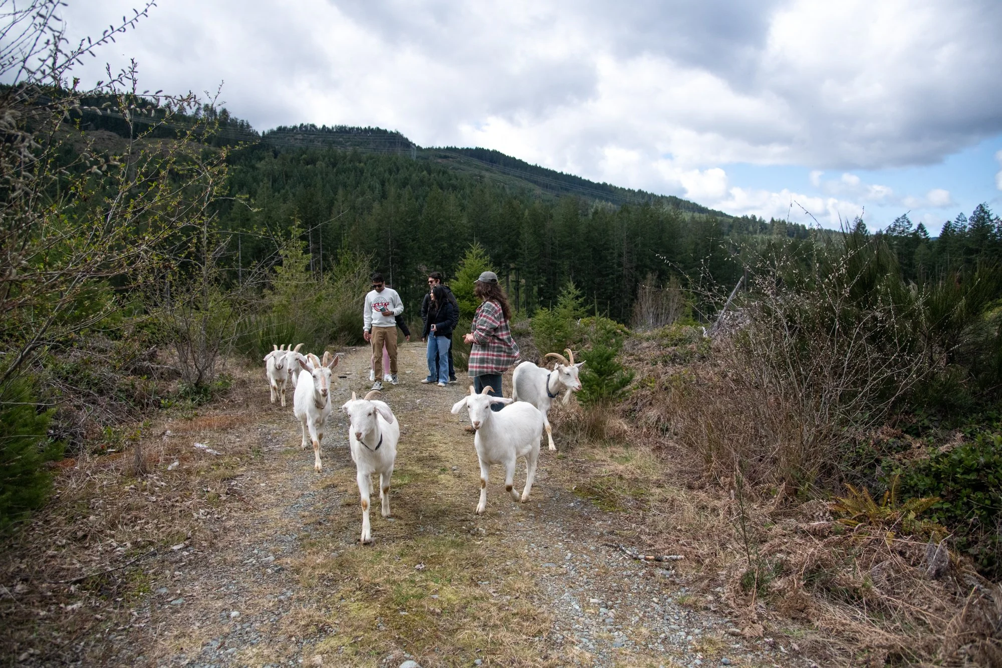 mapleheartranch-goats-115.jpg