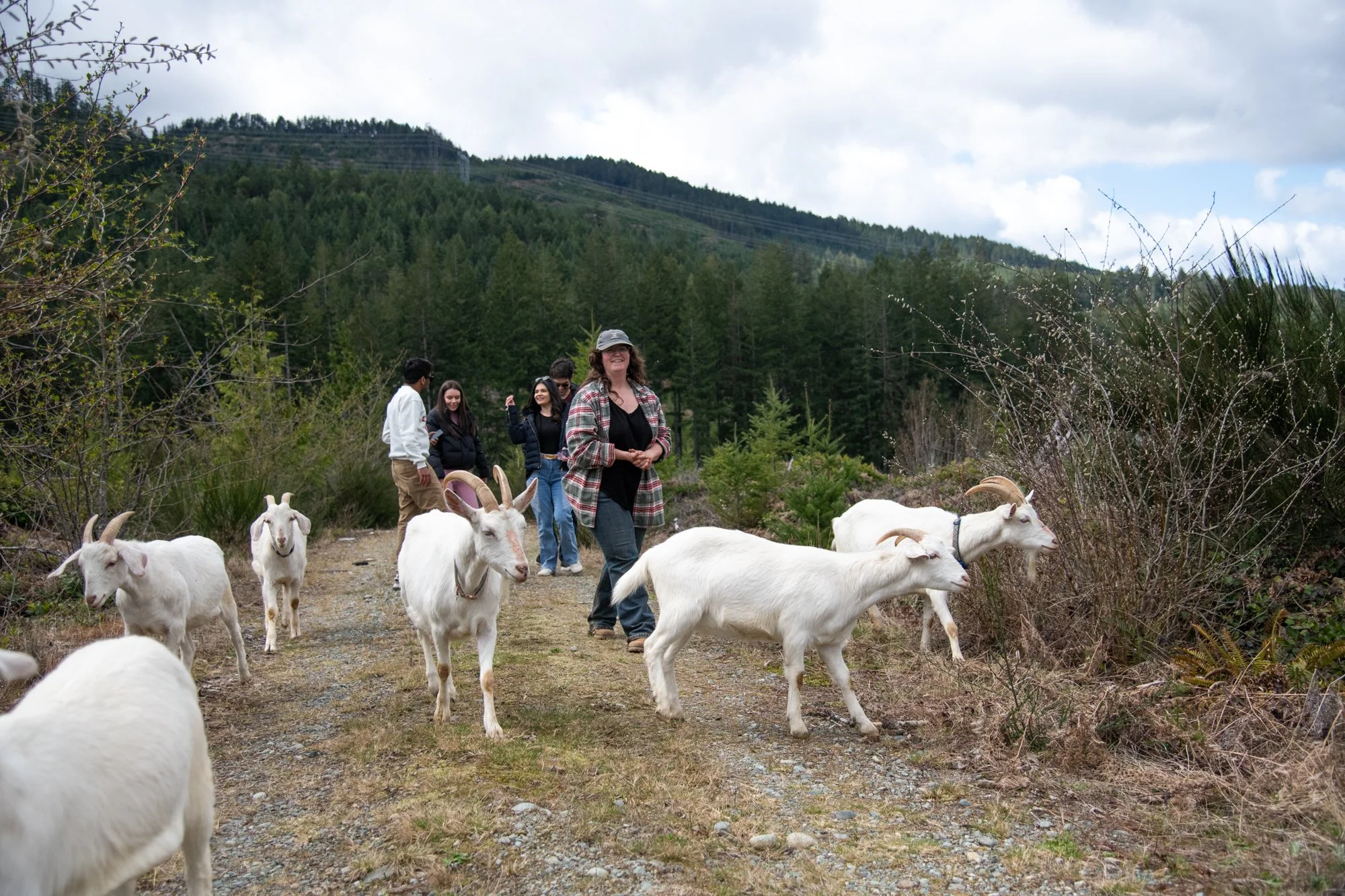 mapleheartranch-goats-116.jpg
