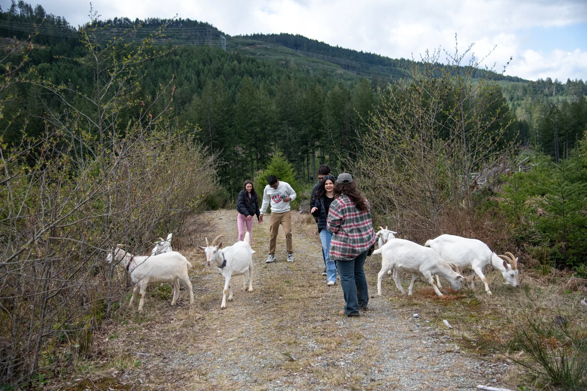 mapleheartranch-goats-117.jpg