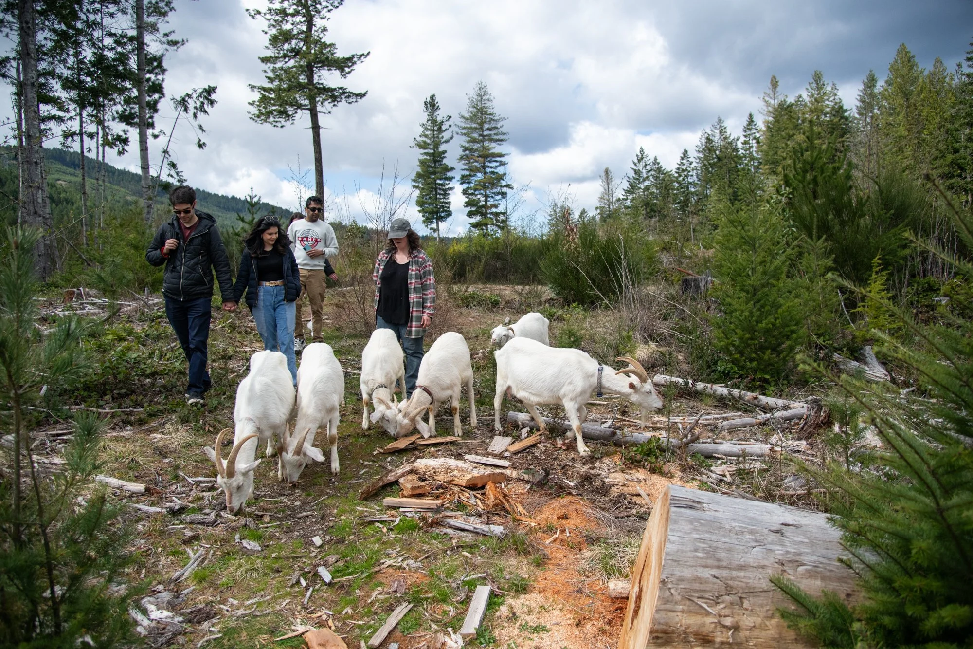 mapleheartranch-goats-118.jpg