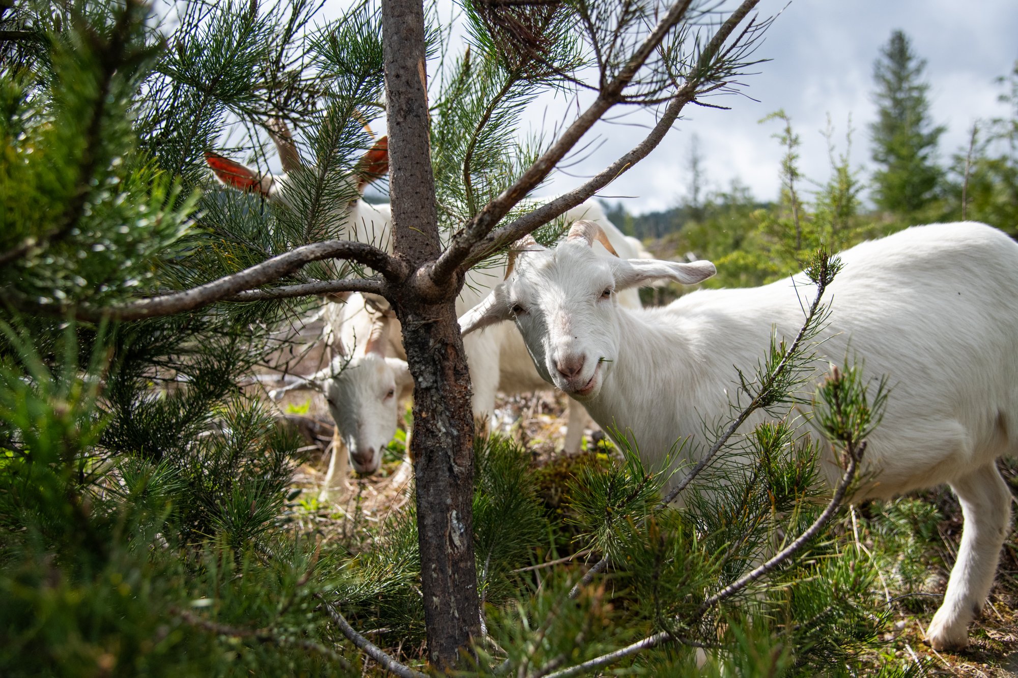 mapleheartranch-goats-125.jpg