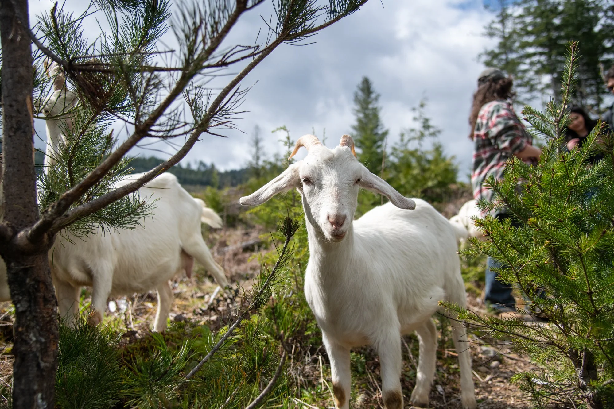 mapleheartranch-goats-126.jpg