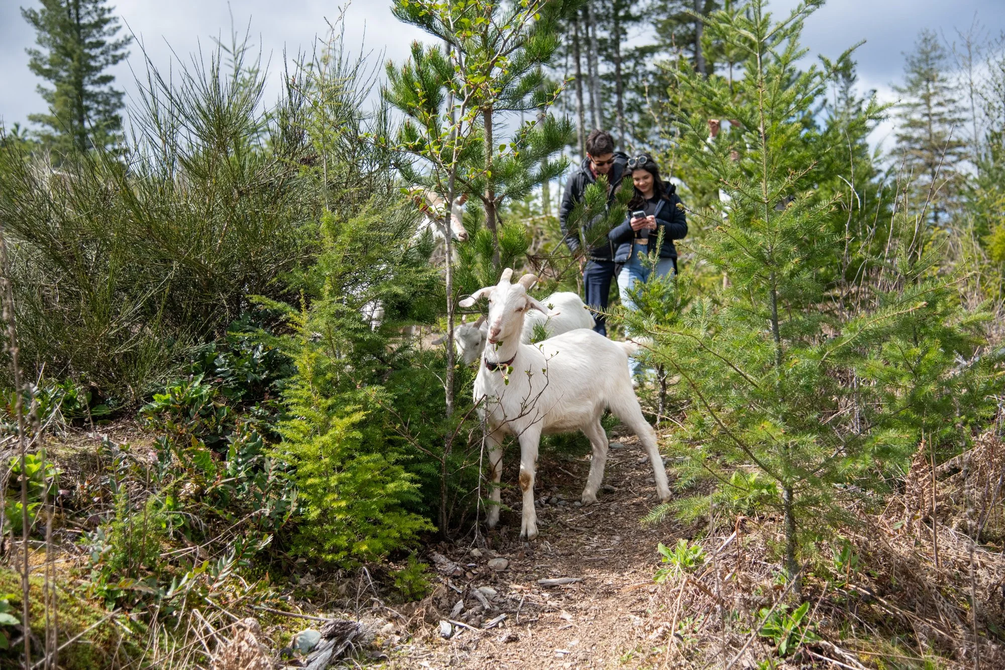 mapleheartranch-goats-127.jpg