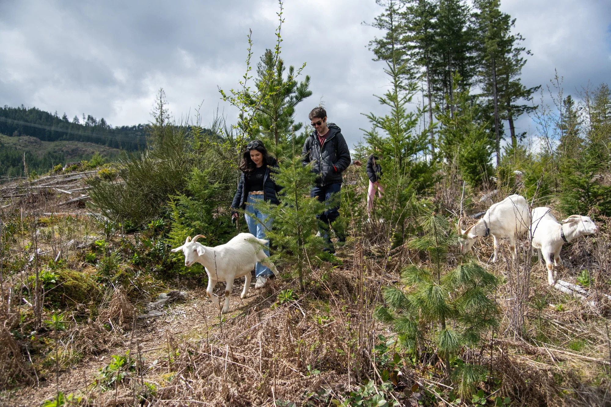 mapleheartranch-goats-129.jpg