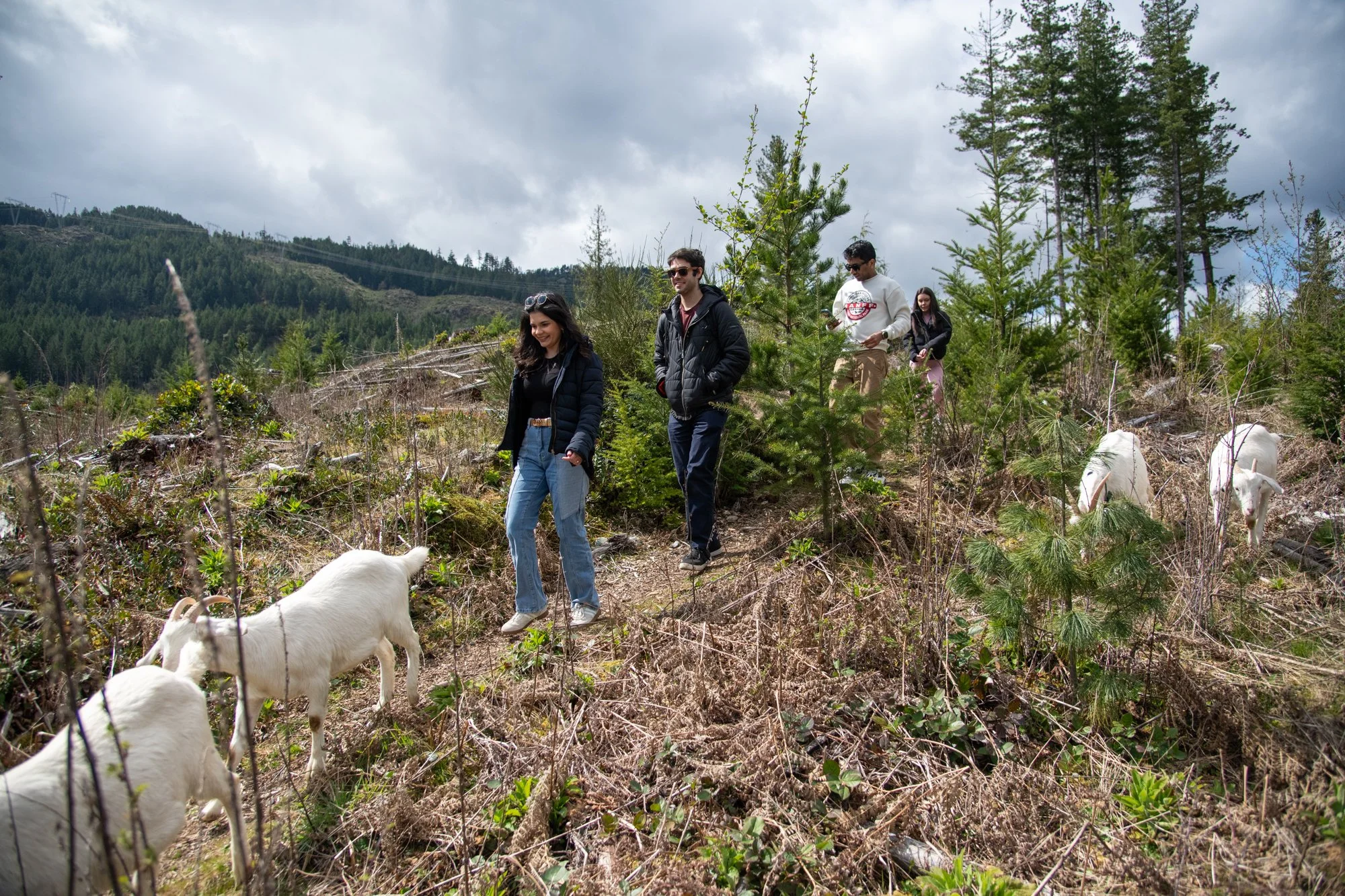 mapleheartranch-goats-130.jpg
