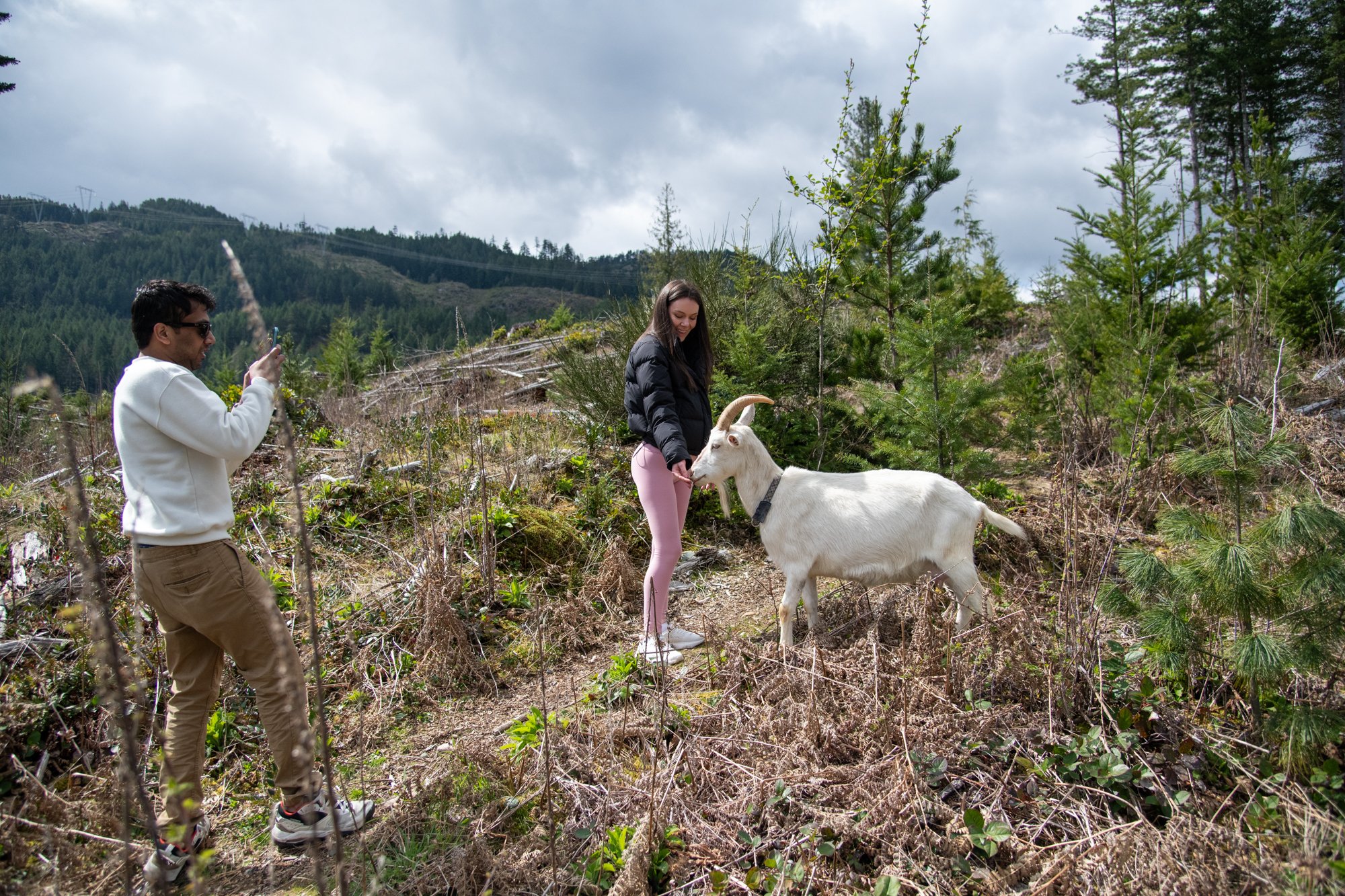 mapleheartranch-goats-131.jpg