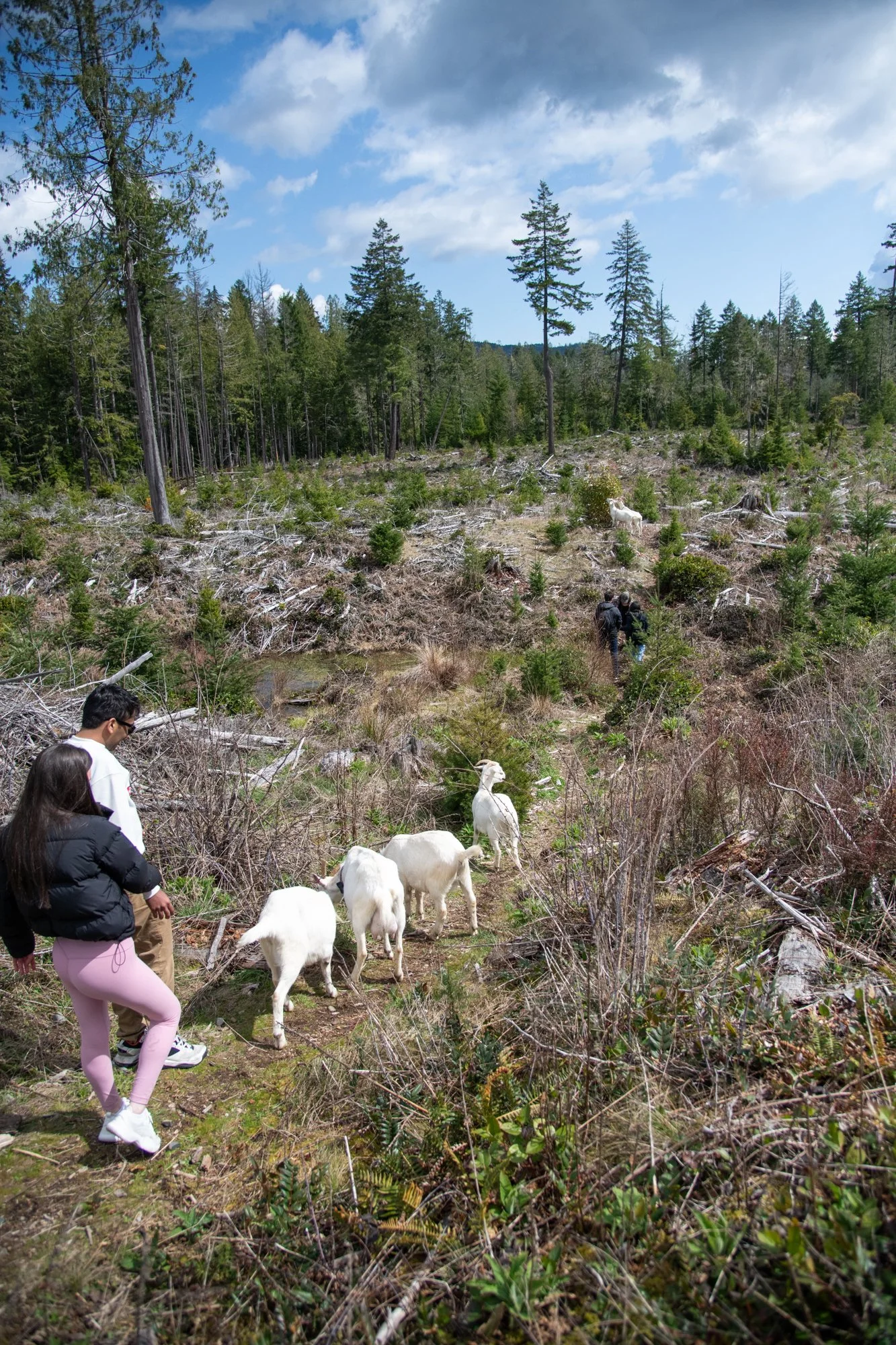 mapleheartranch-goats-134.jpg