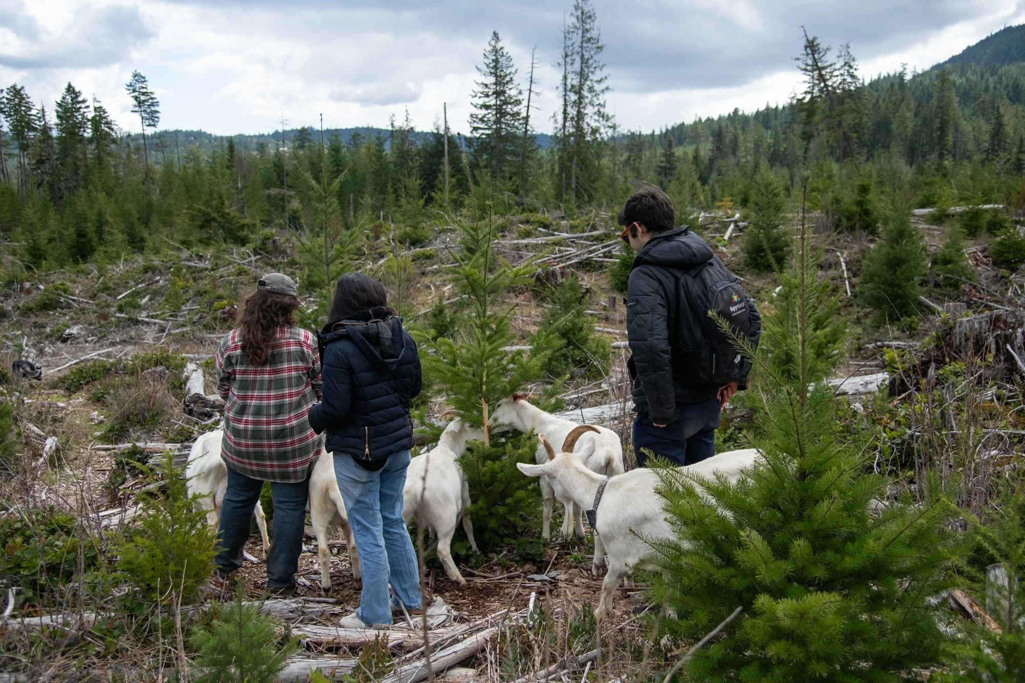mapleheartranch-goats-135.jpg