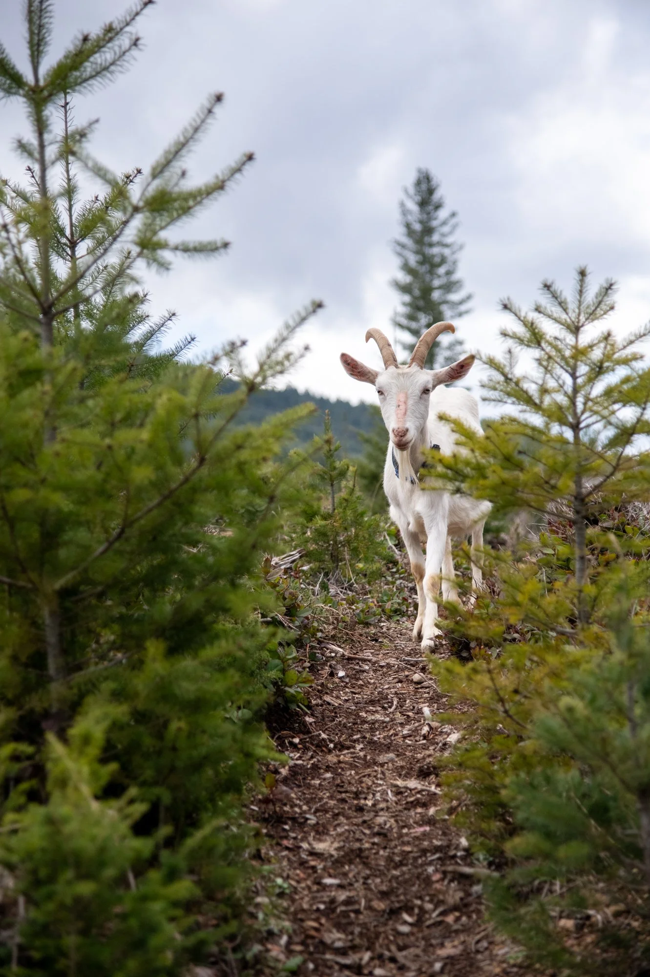 mapleheartranch-goats-137.jpg