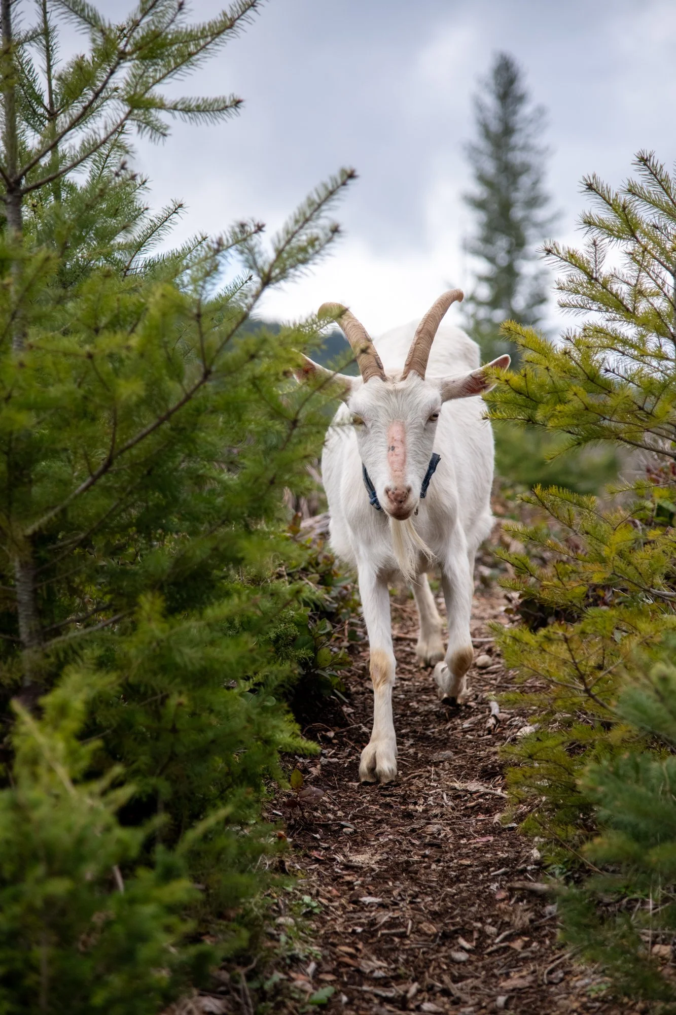 mapleheartranch-goats-138.jpg