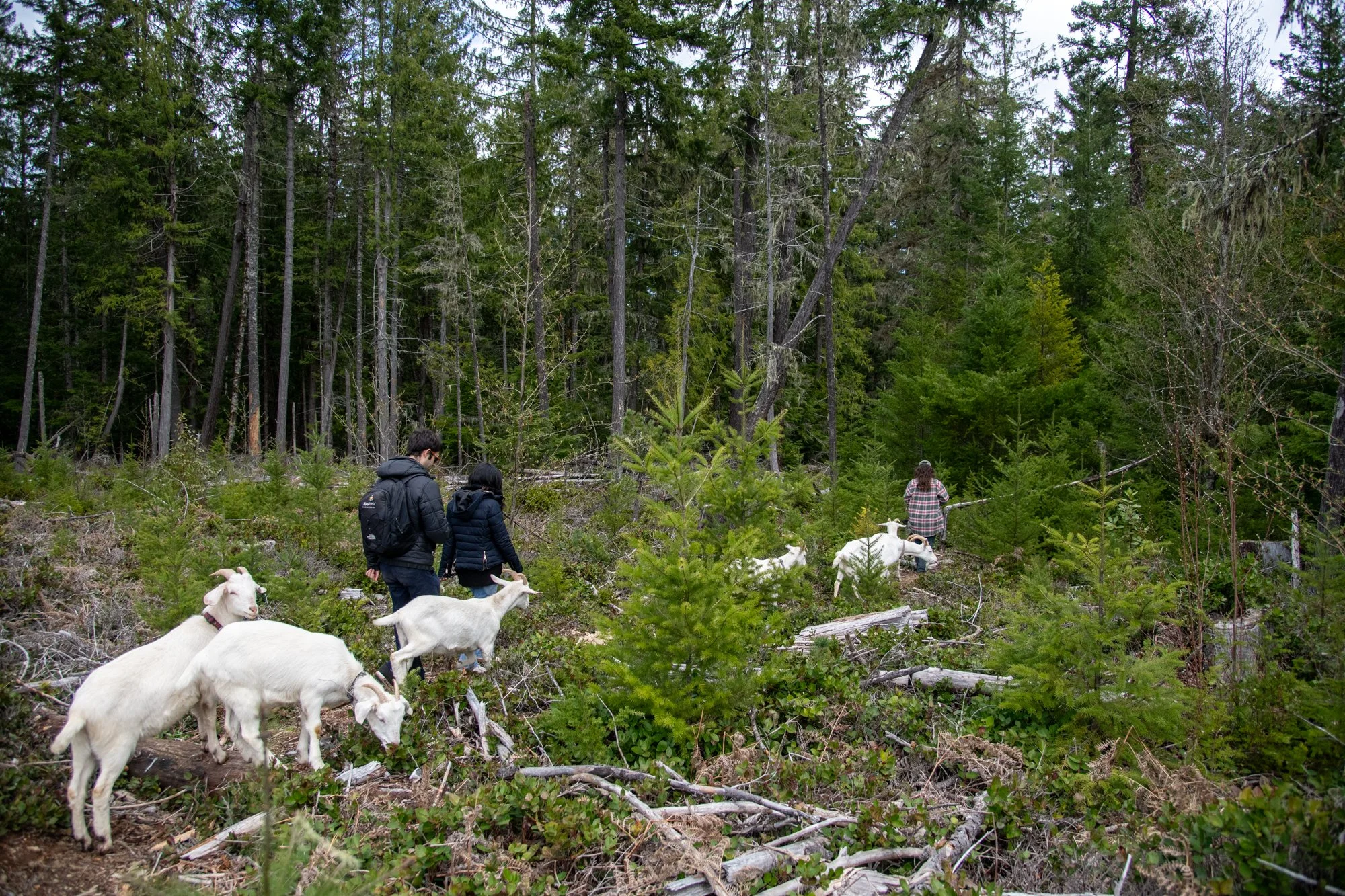 mapleheartranch-goats-140.jpg
