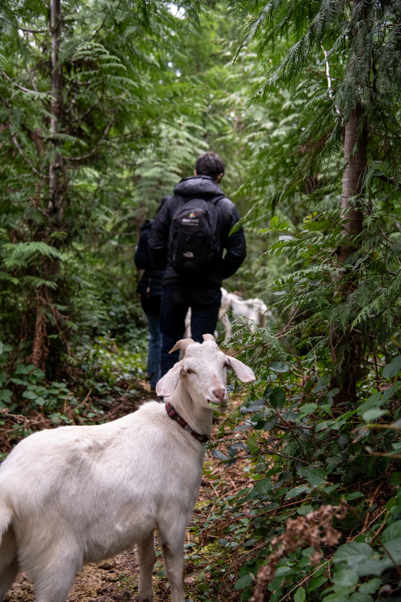 mapleheartranch-goats-144.jpg