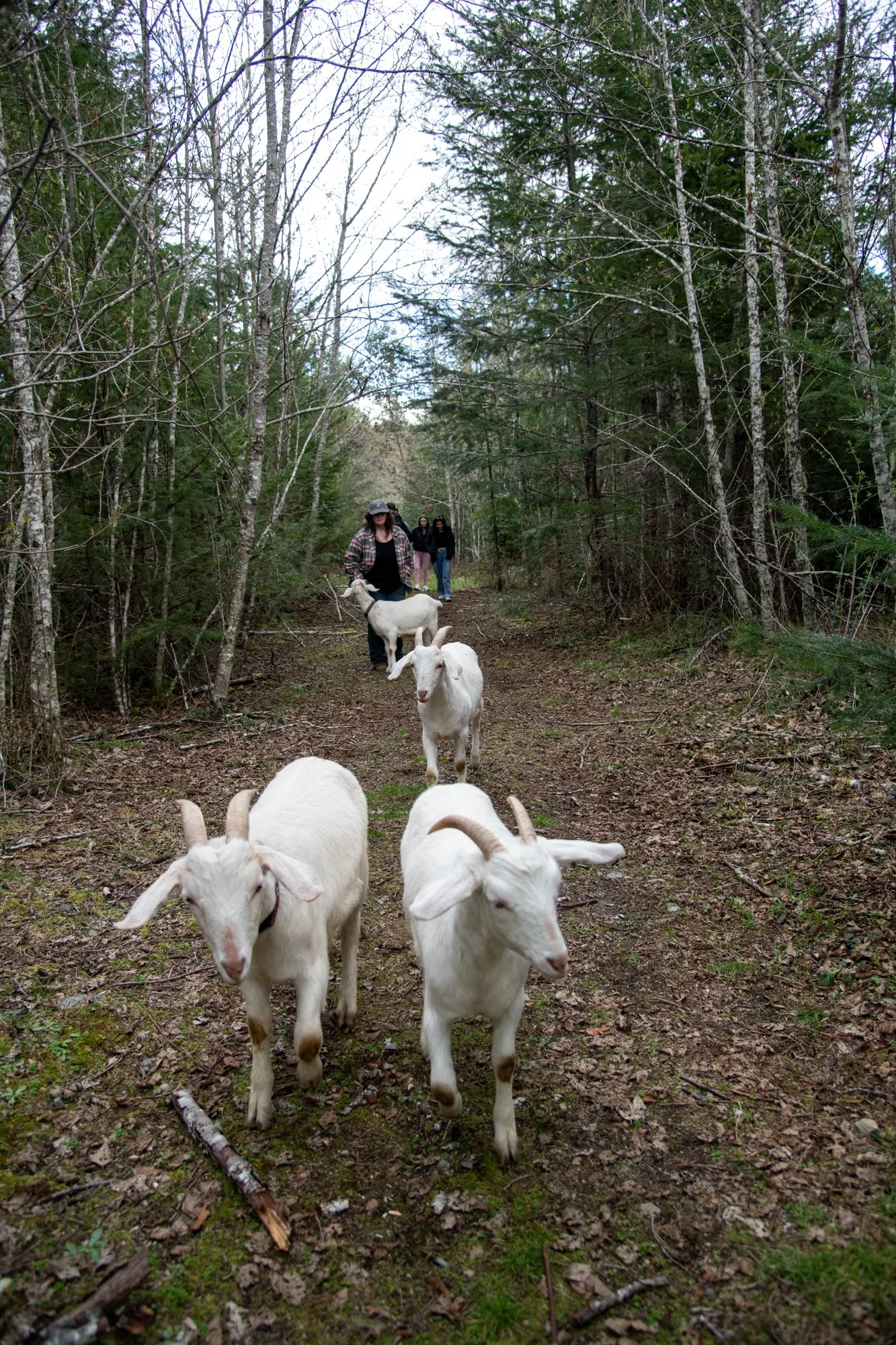 mapleheartranch-goats-146.jpg