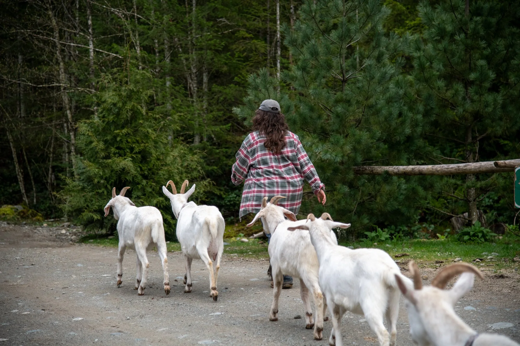 mapleheartranch-goats-149.jpg
