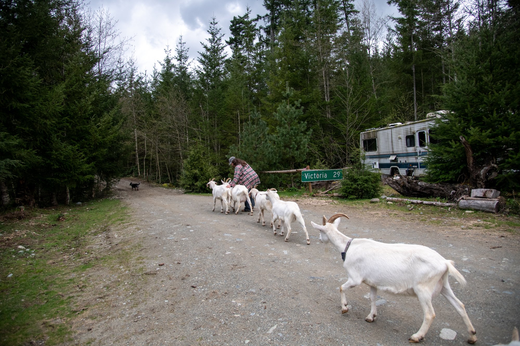 mapleheartranch-goats-148.jpg
