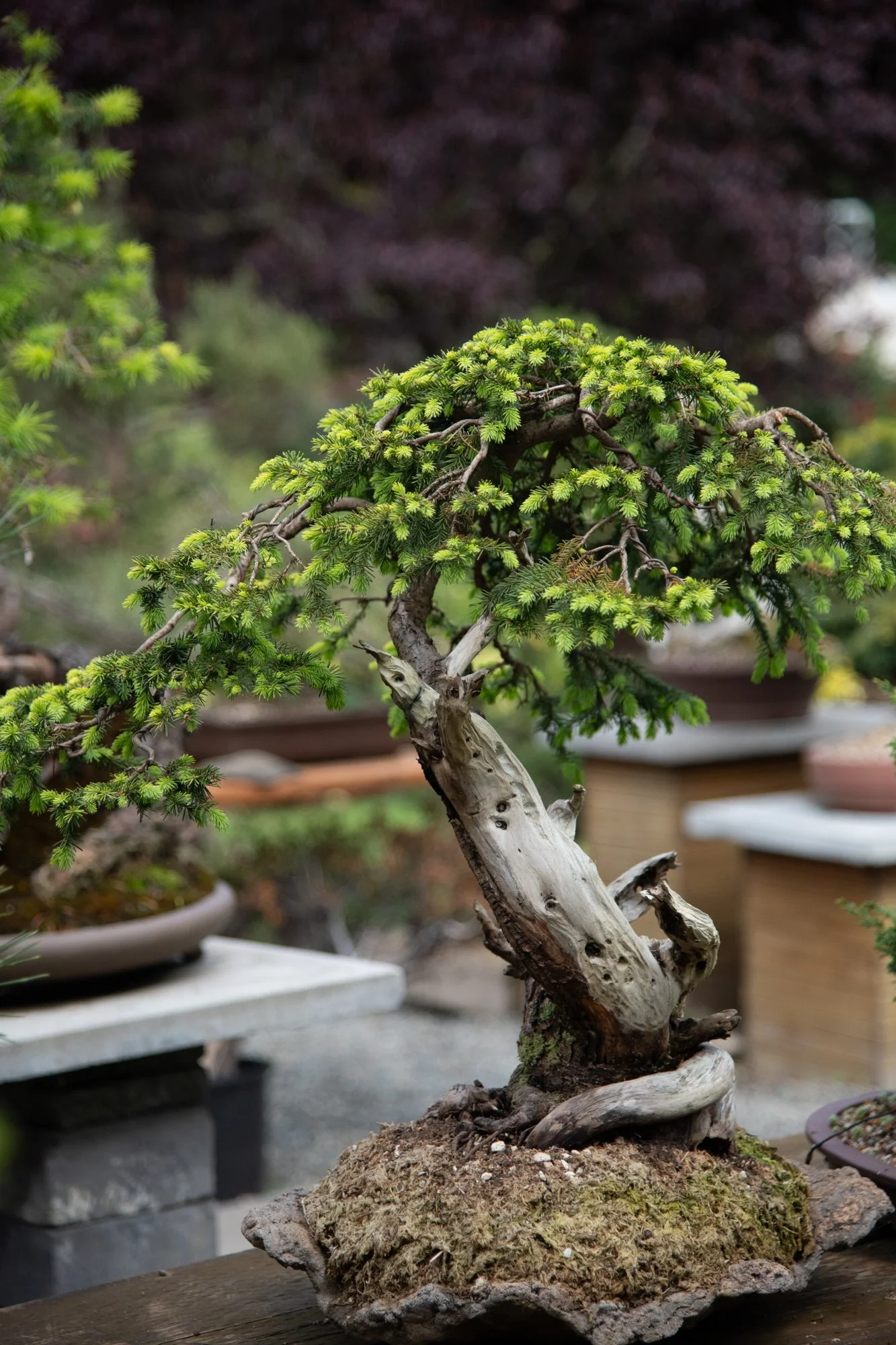 bonsai-001.jpg