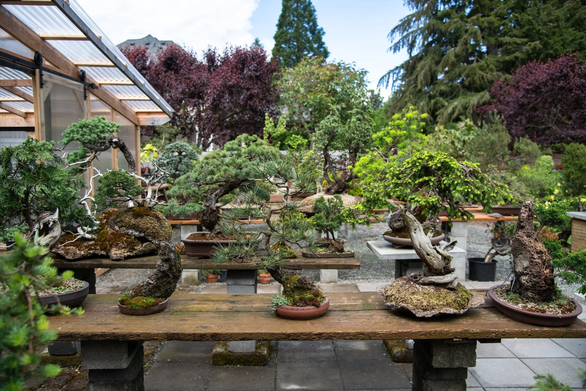 bonsai-002.jpg