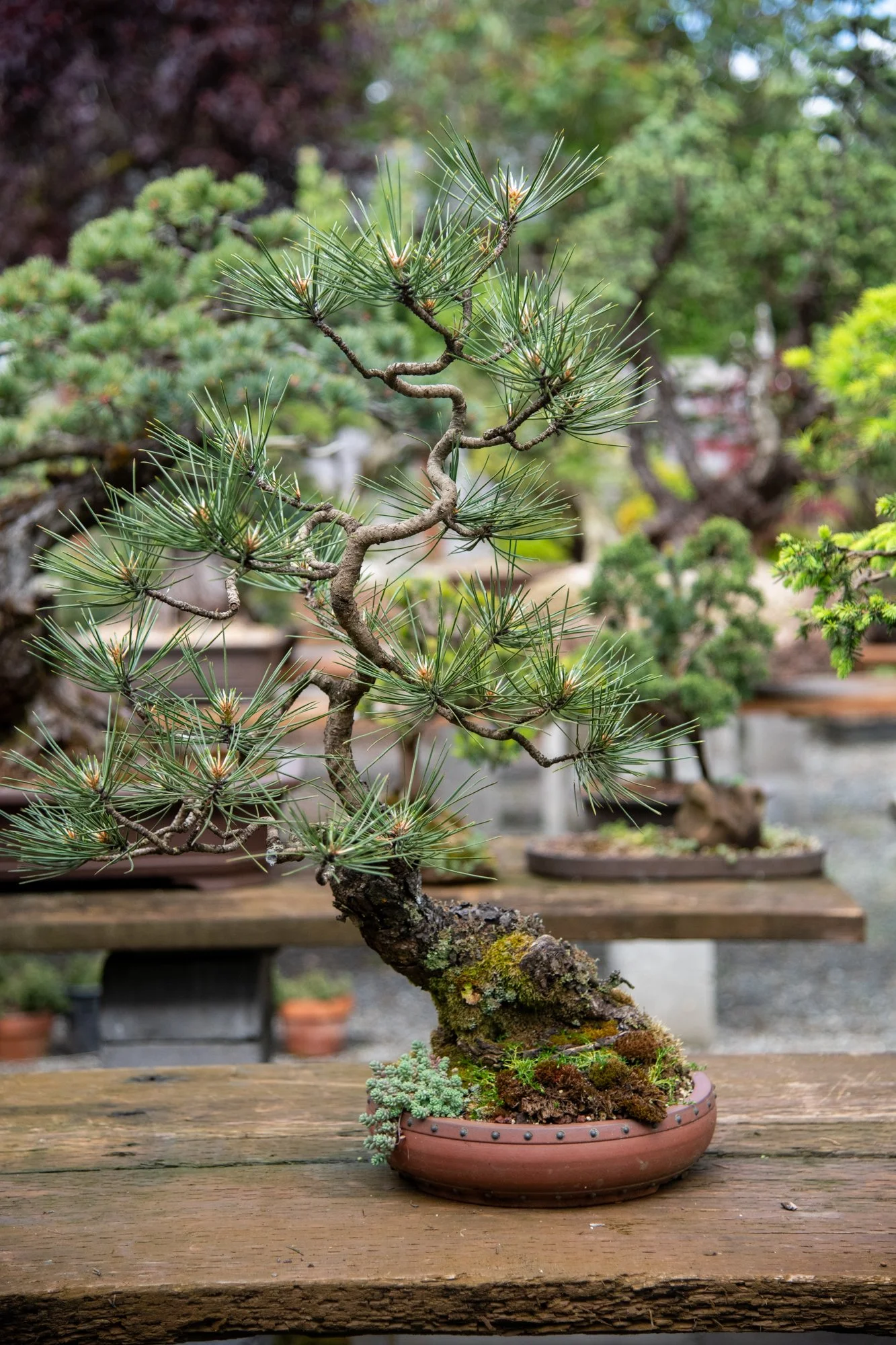 bonsai-003.jpg