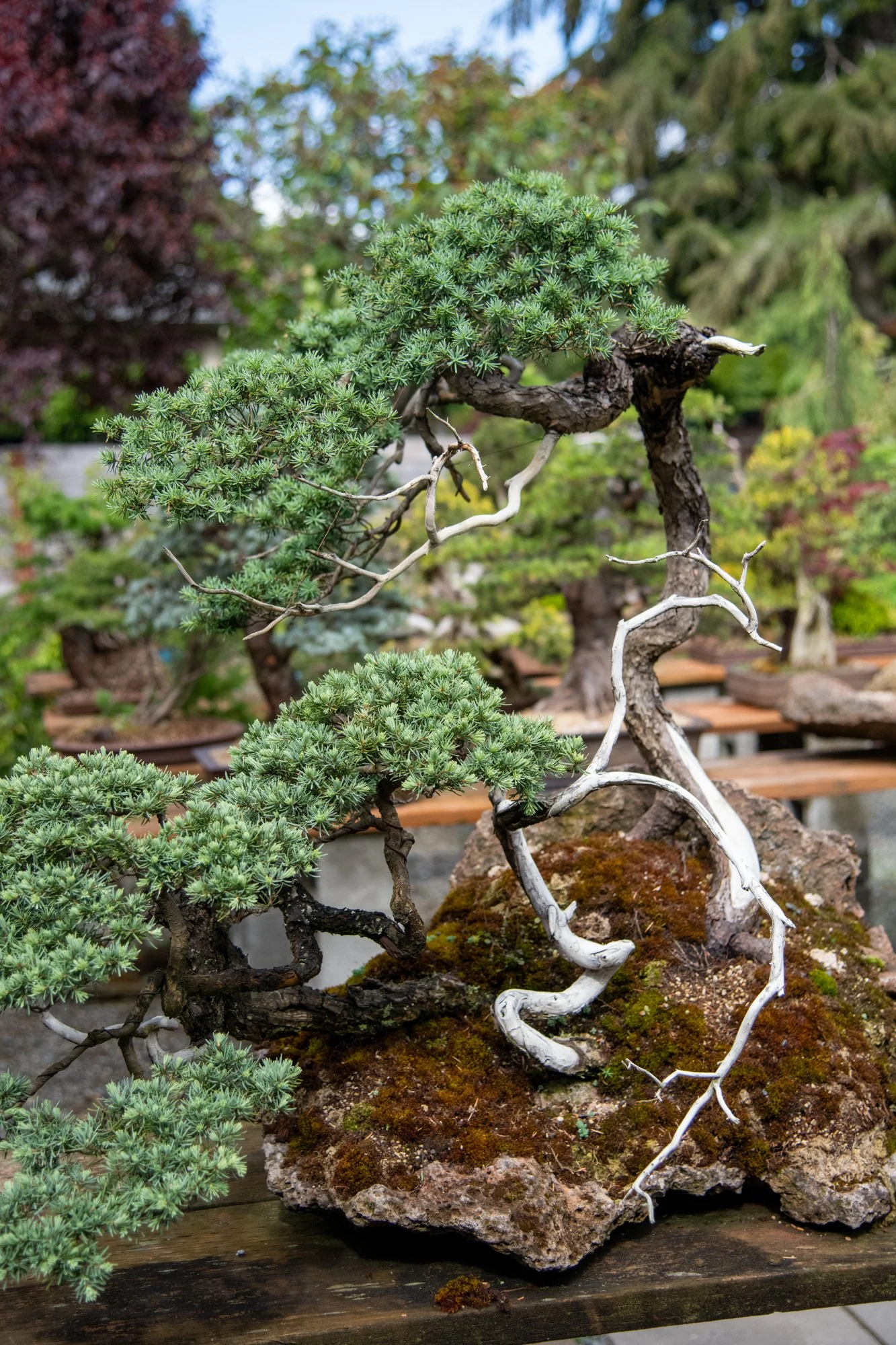 bonsai-004.jpg