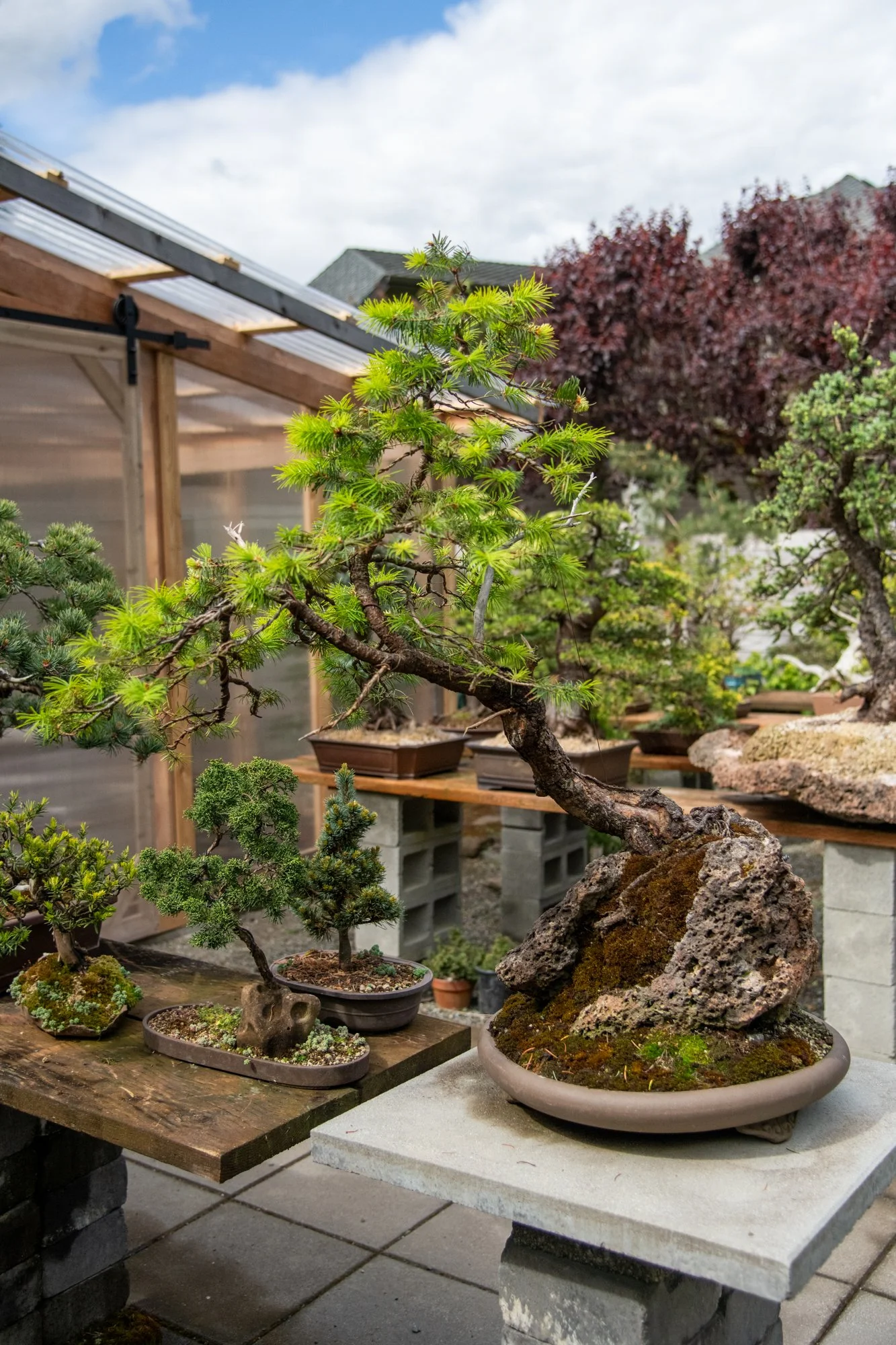 bonsai-005.jpg