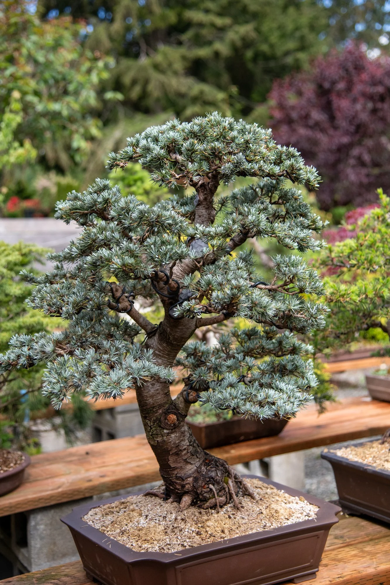 bonsai-007.jpg